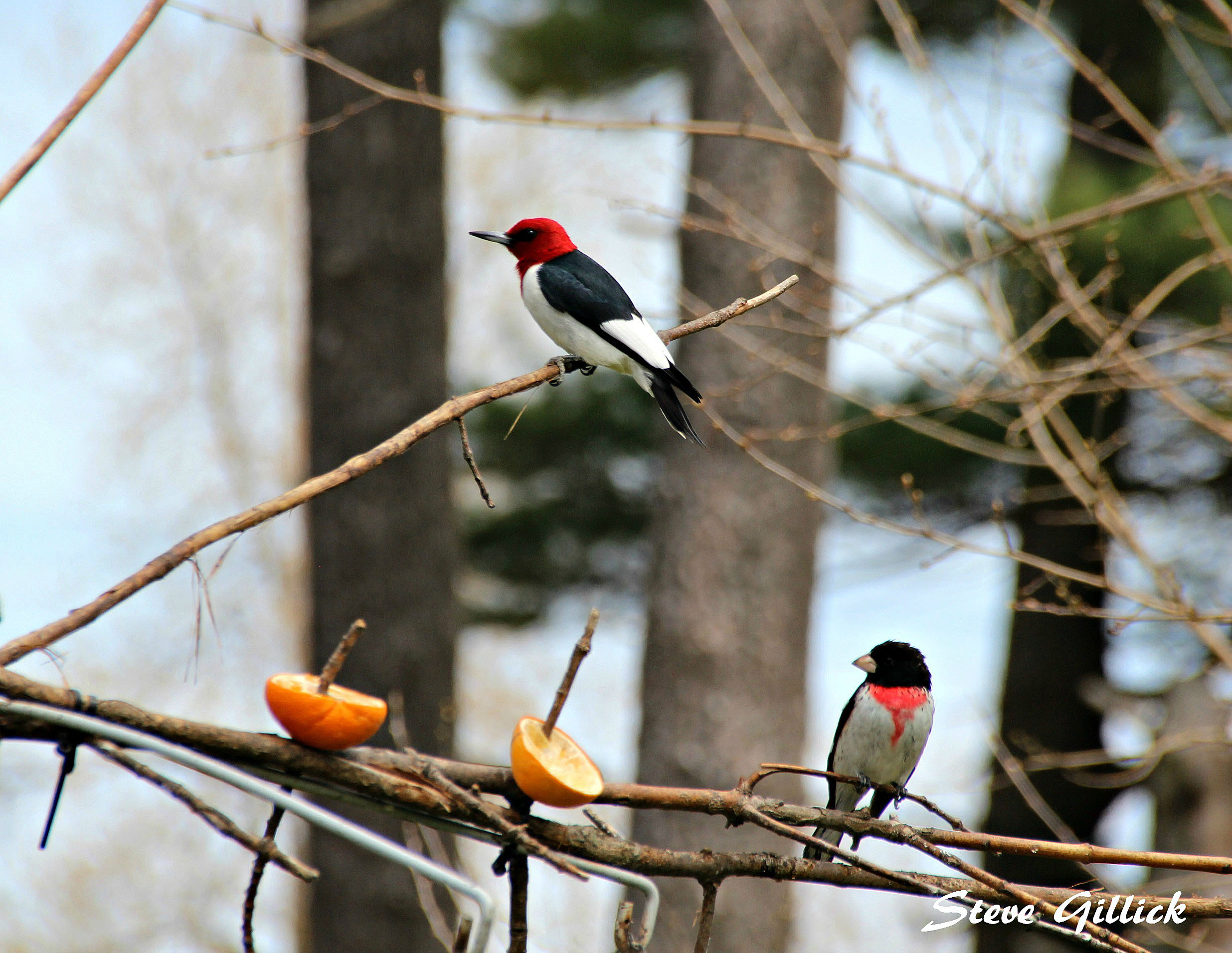 woodpecker