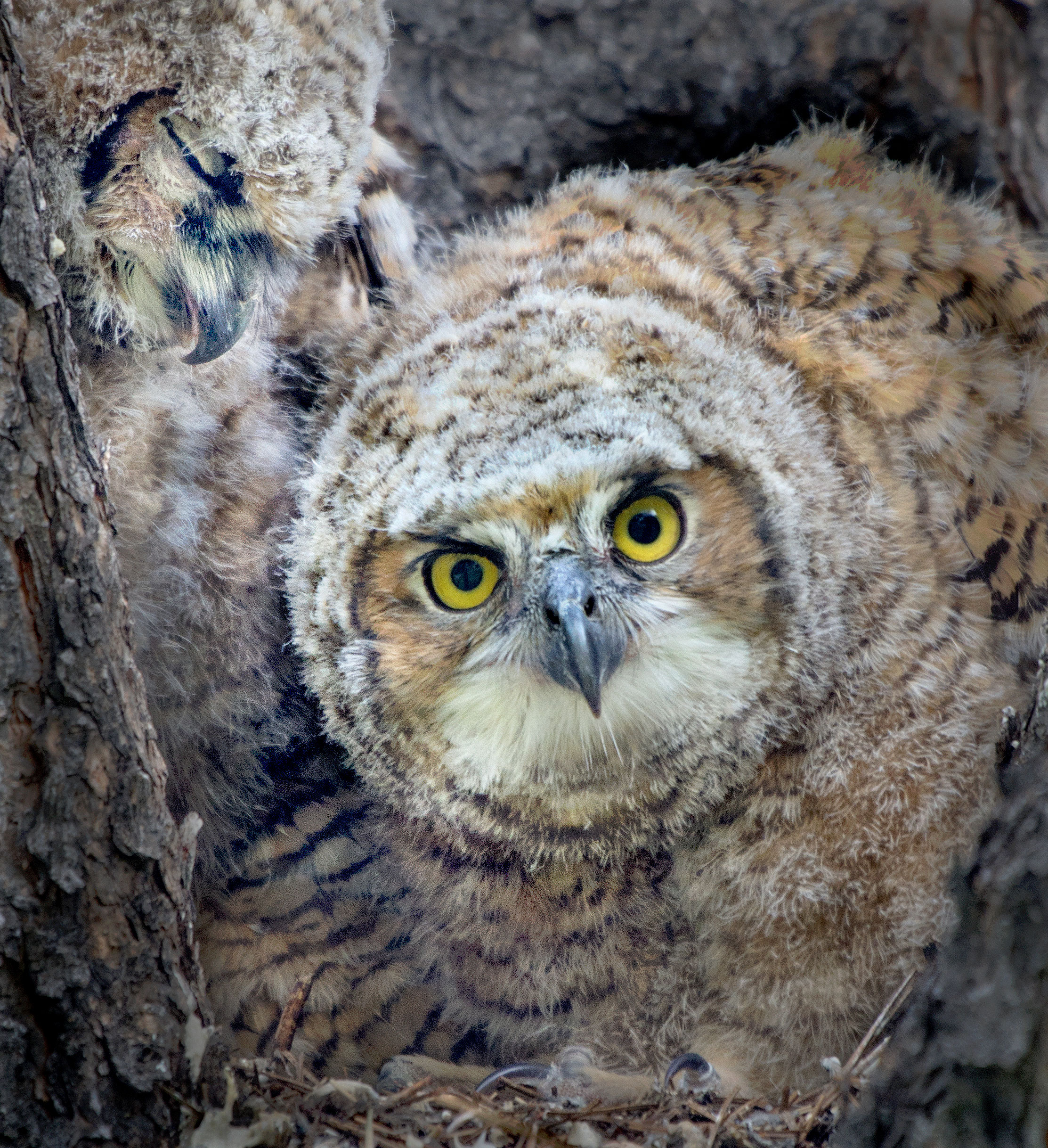 First Place: Animals, Hello World by Dennis Dusenberry