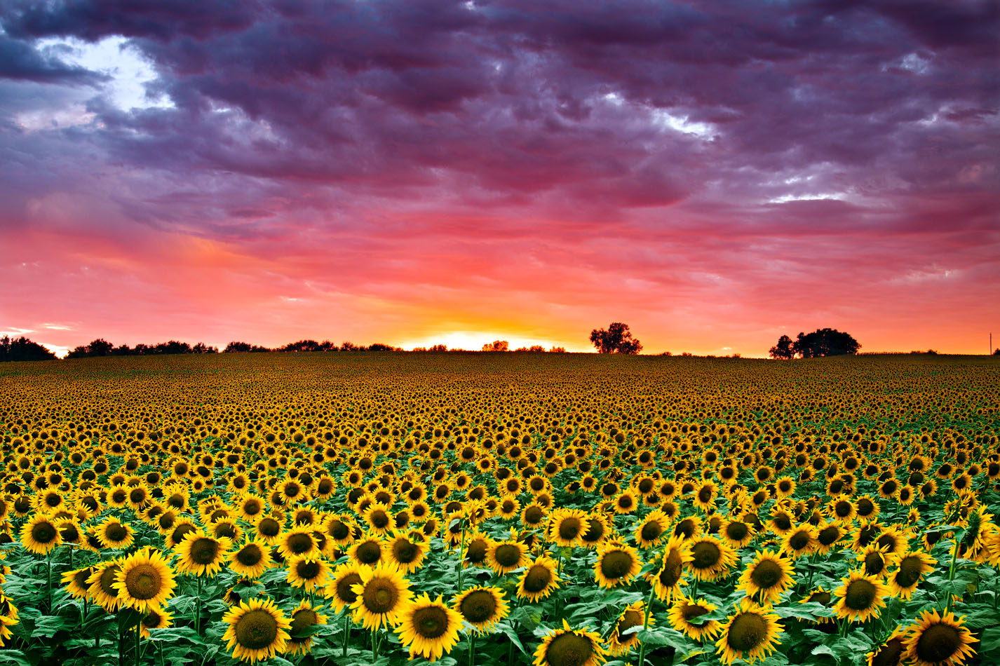 Sunflowers