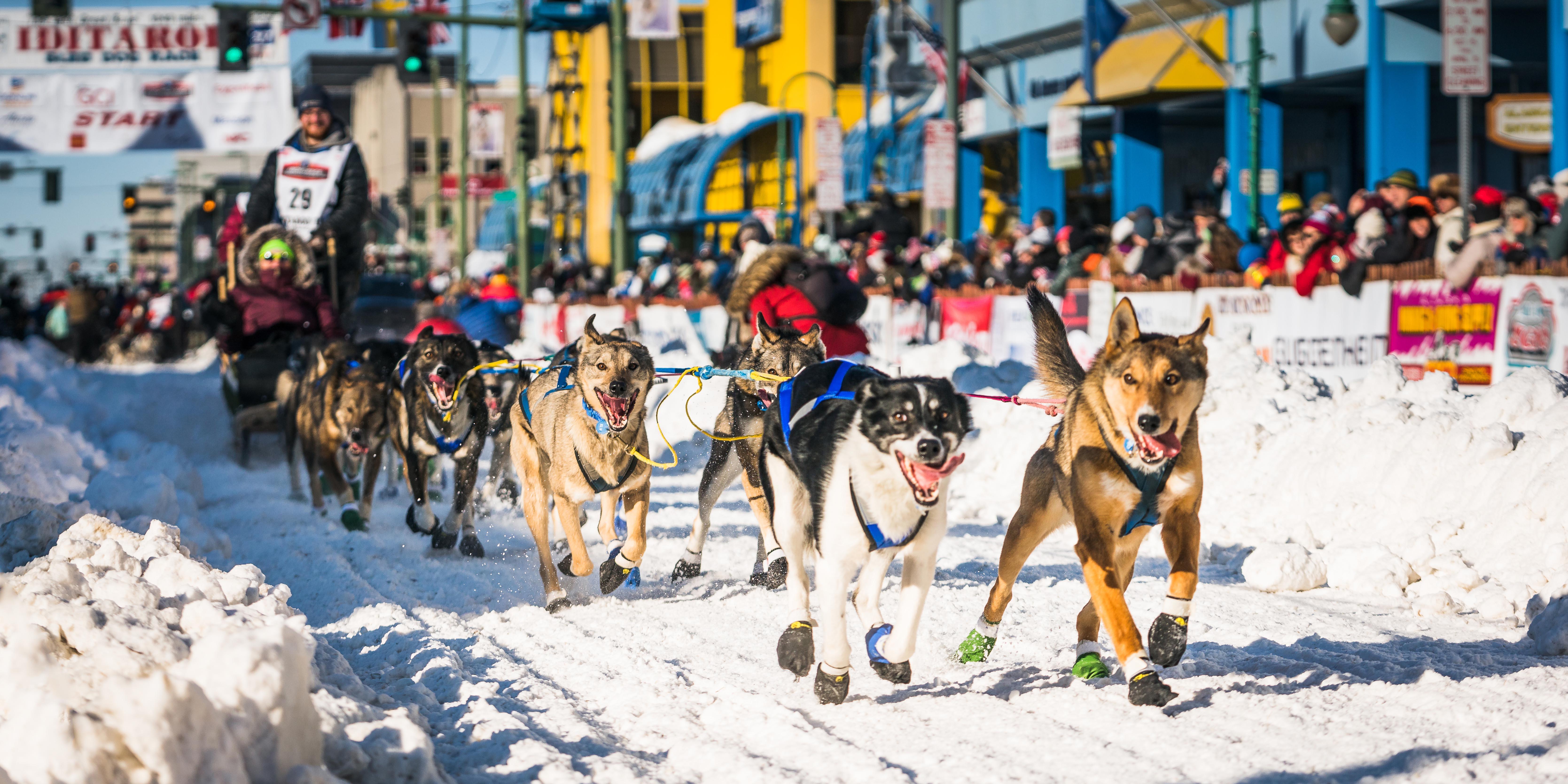 how far can sled dogs travel in a day