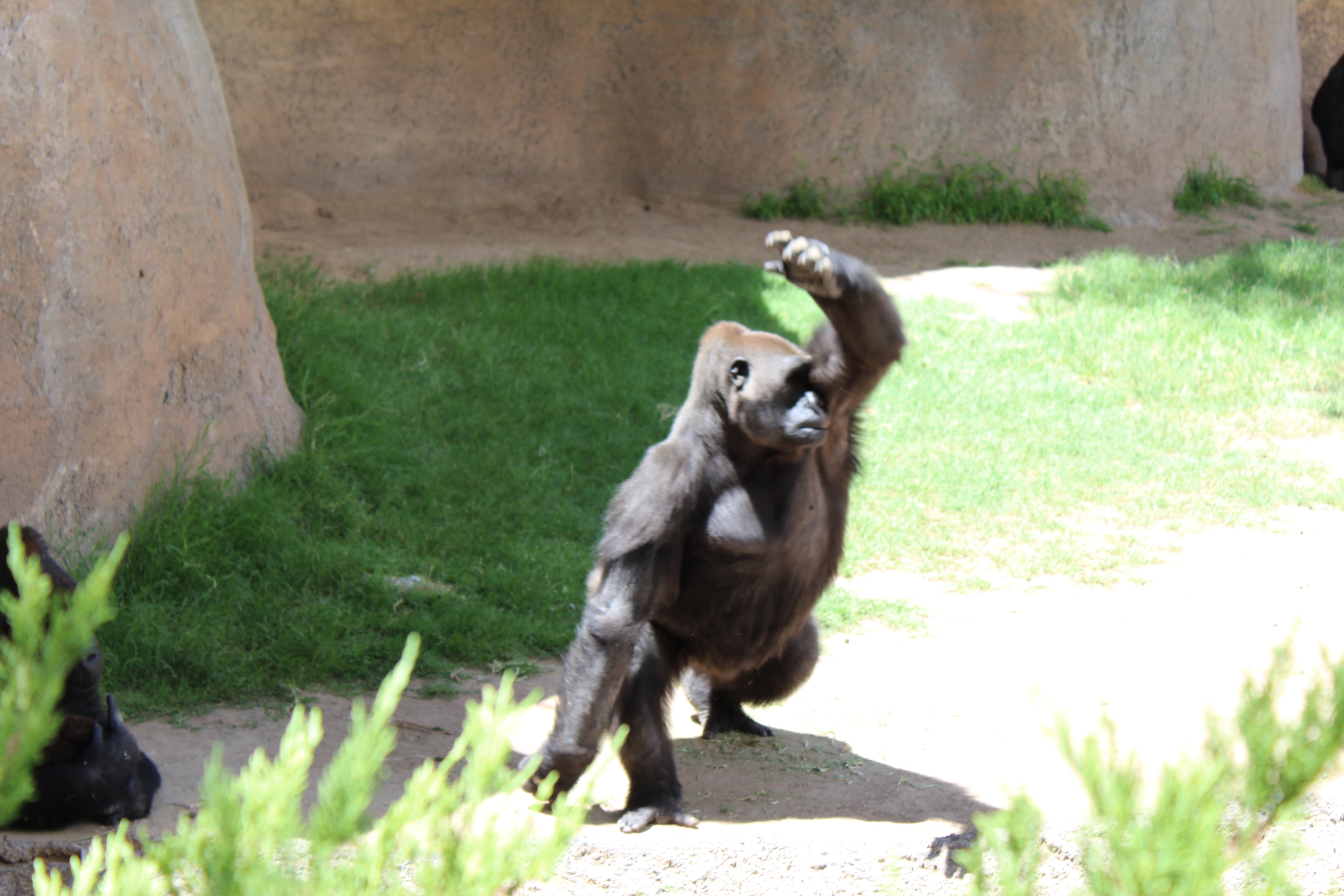 ABQ BioPark Gorillas