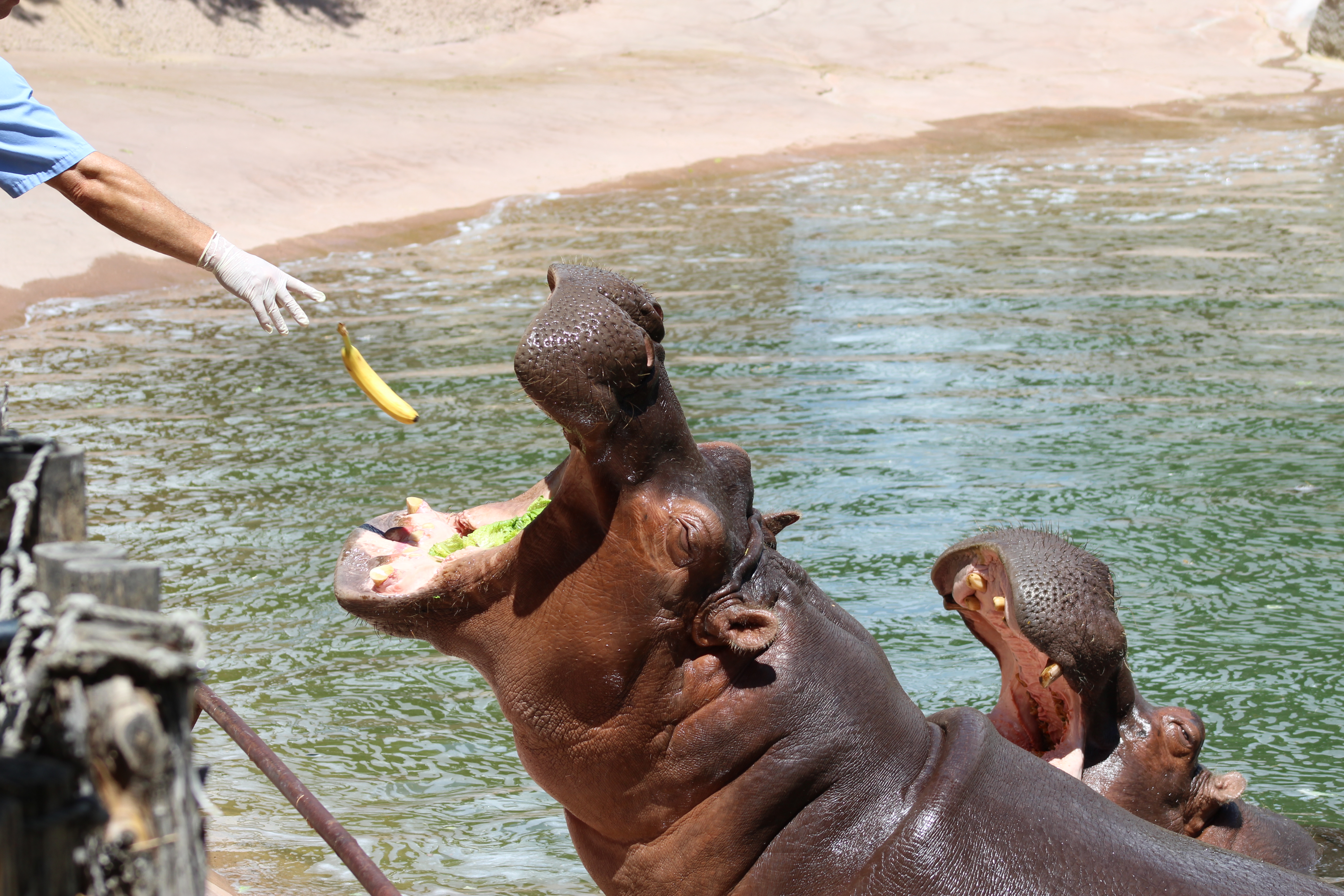 ABQ BioPark Hippos