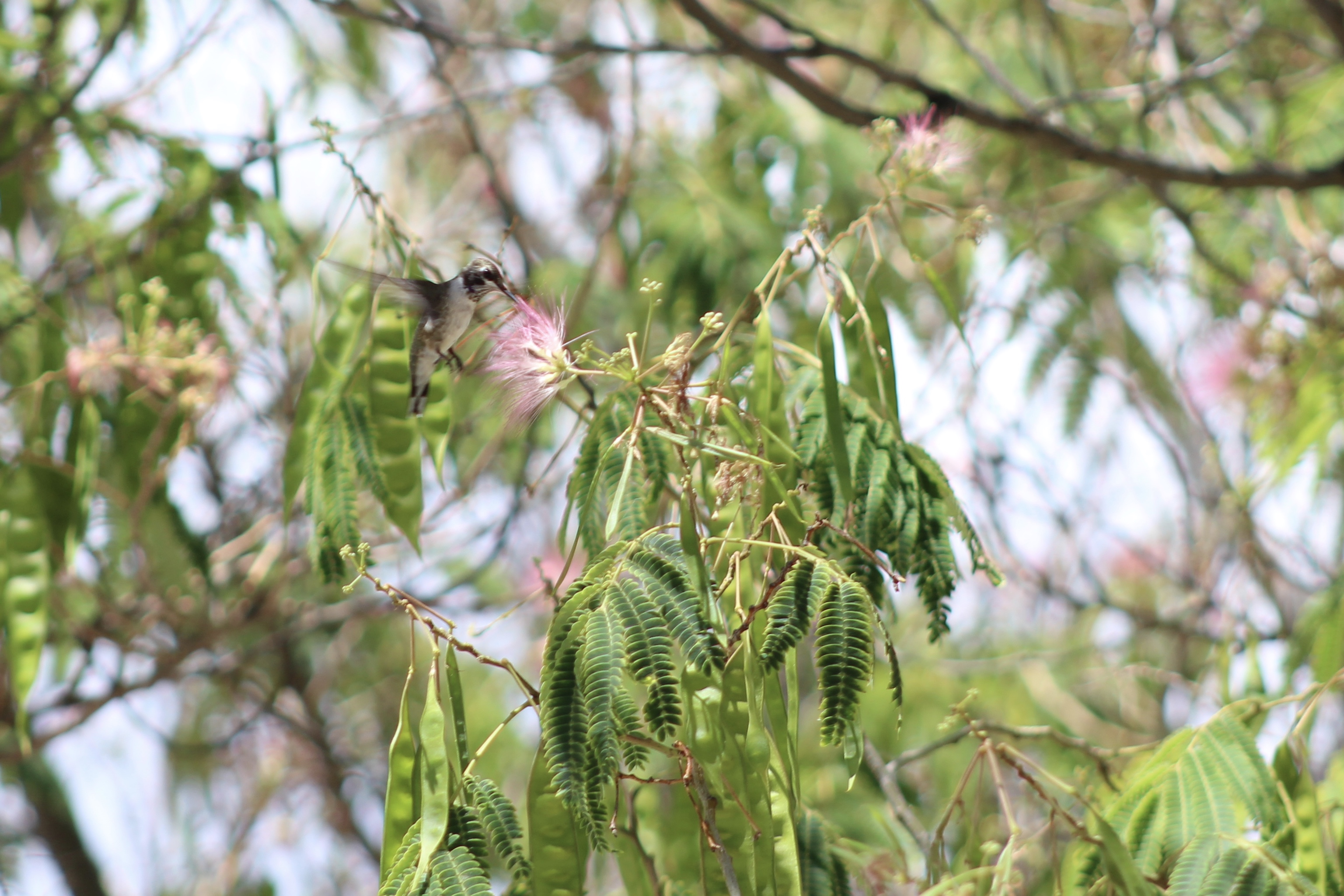 ABQ BioPark Hummingbirds
