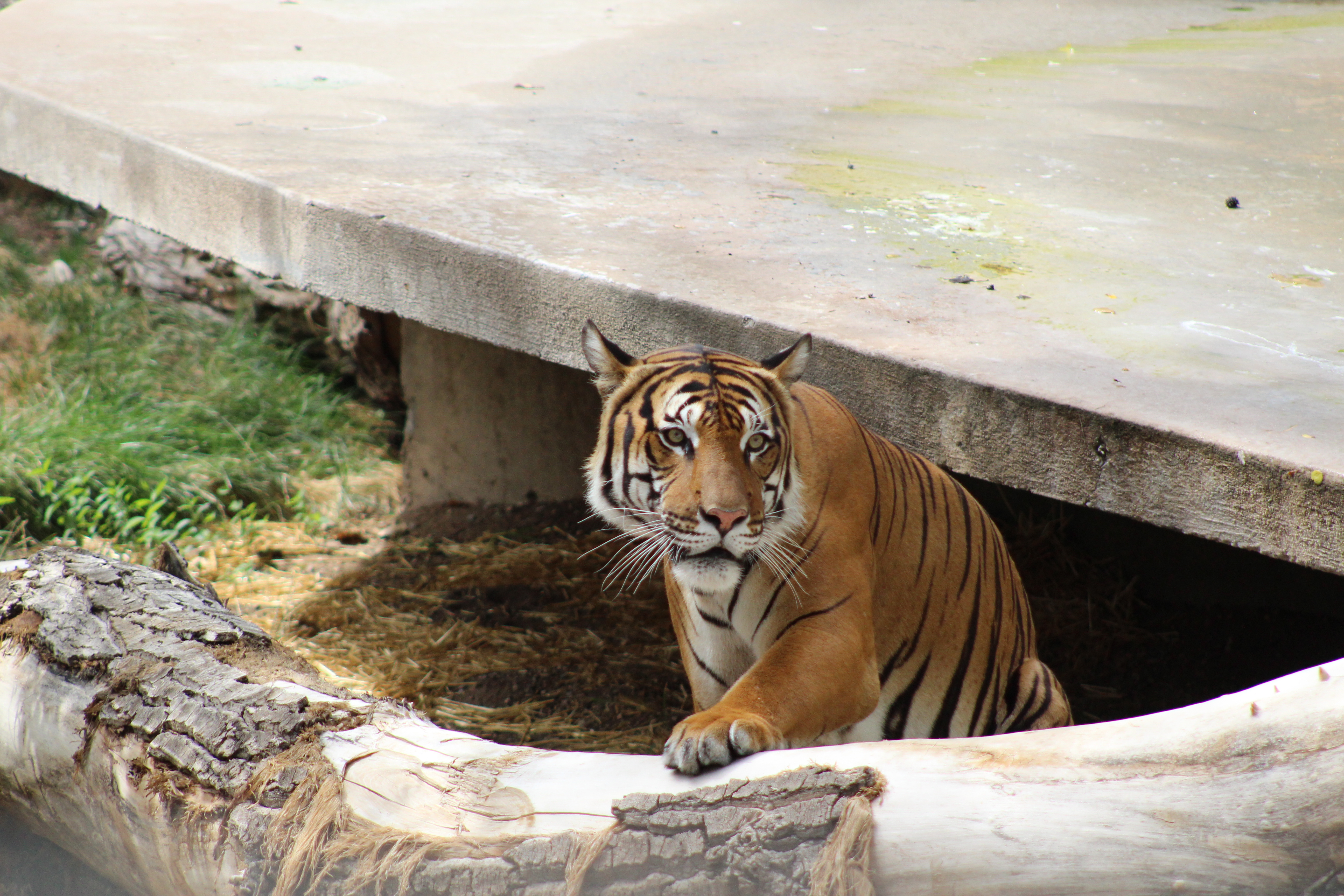 ABQ BioPark Tiger