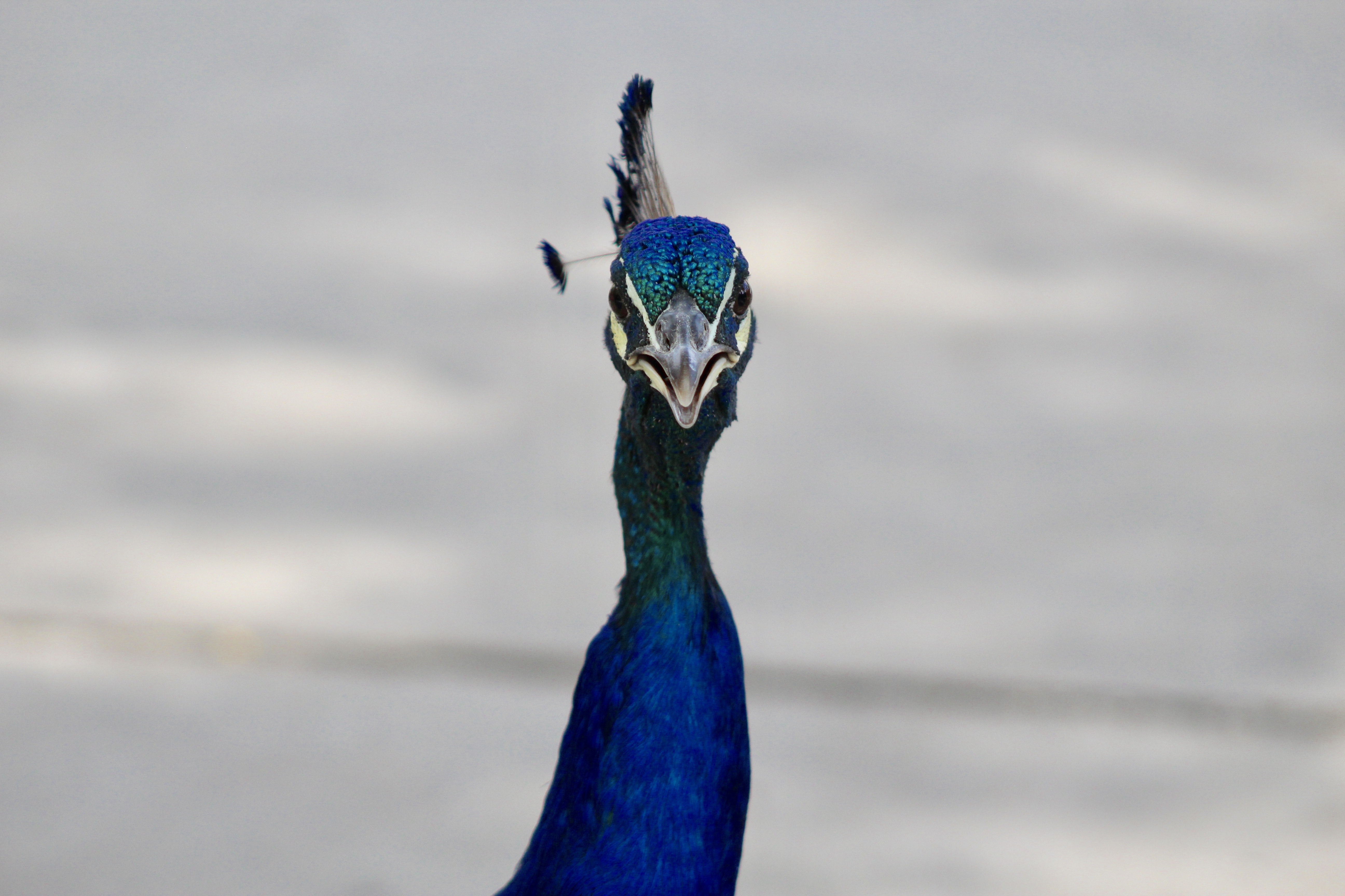 ABQ BioPark Peacock