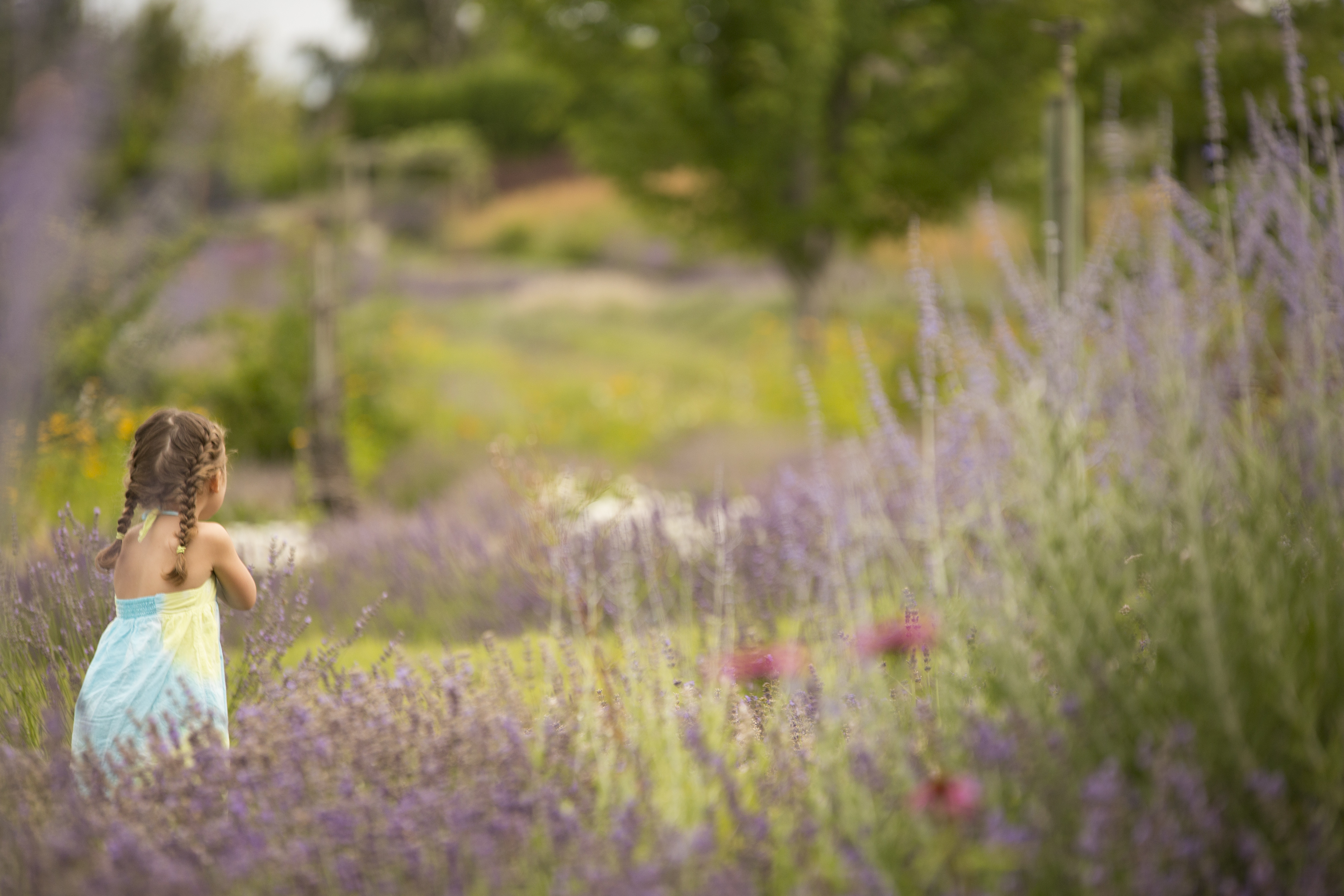 Okanagan Lavender Farm