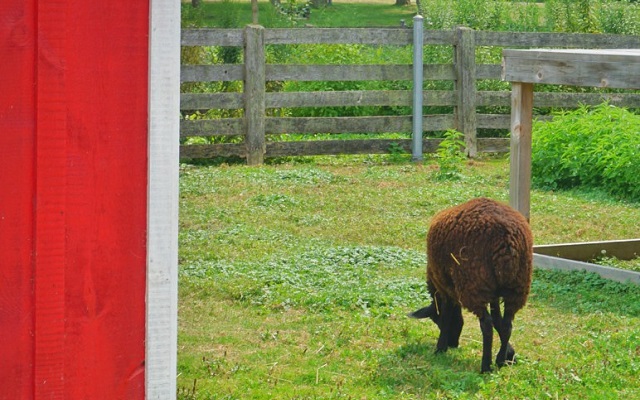 animals at Animal Farm