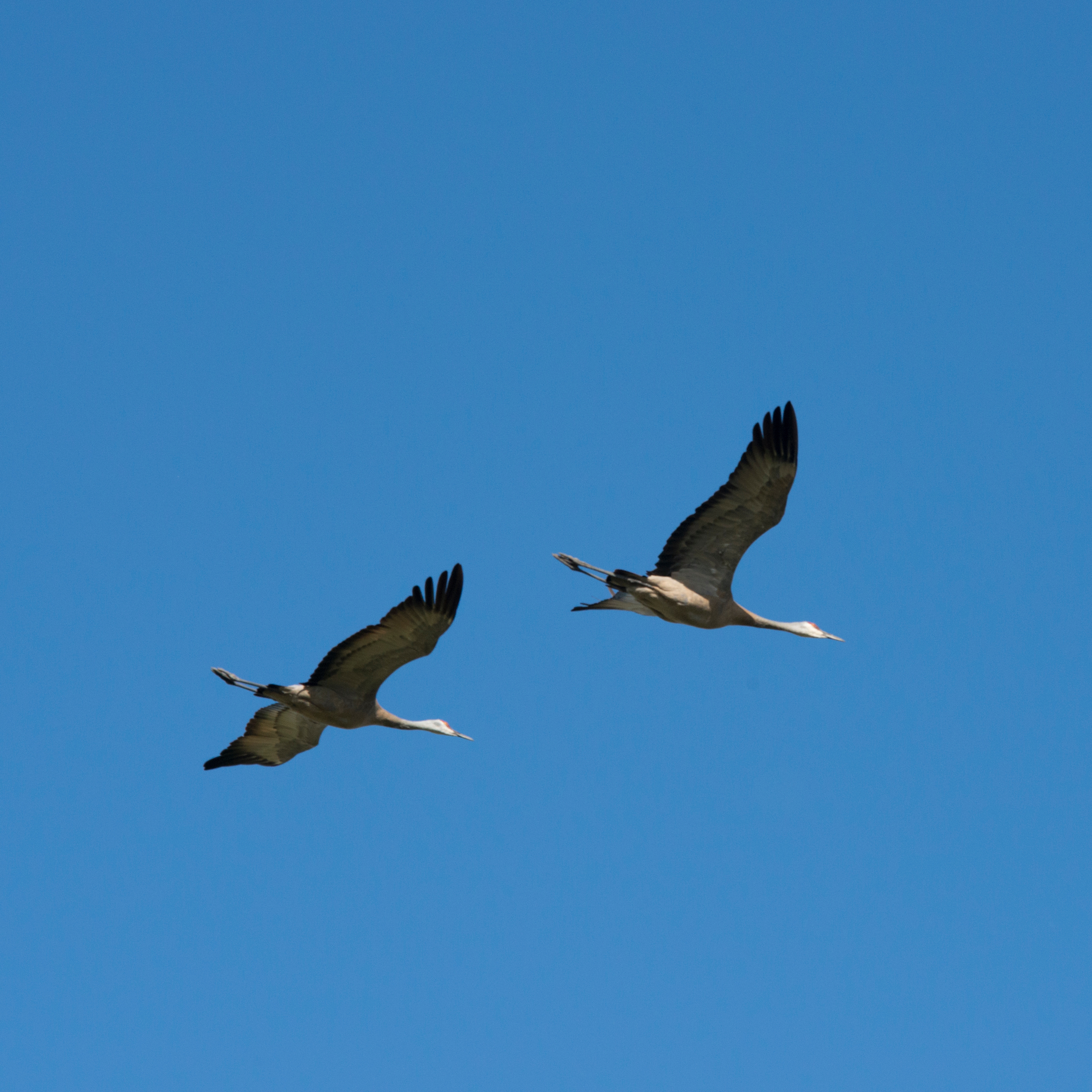 Crane Creamers Field Blue Sky