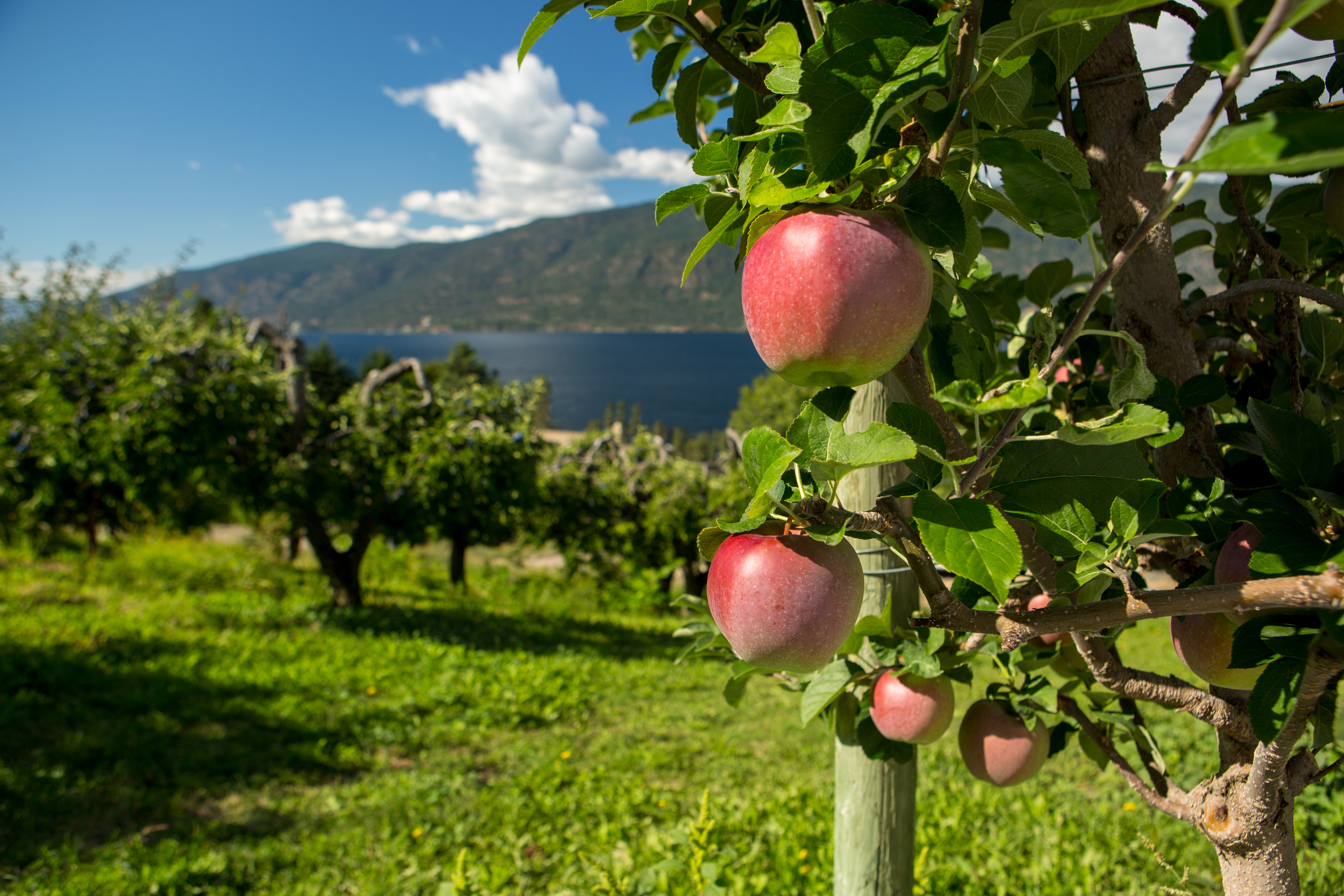 Farms, Orchards and Gardens