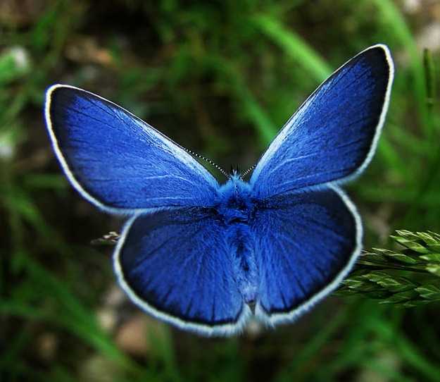 Karner Blue Butterfly