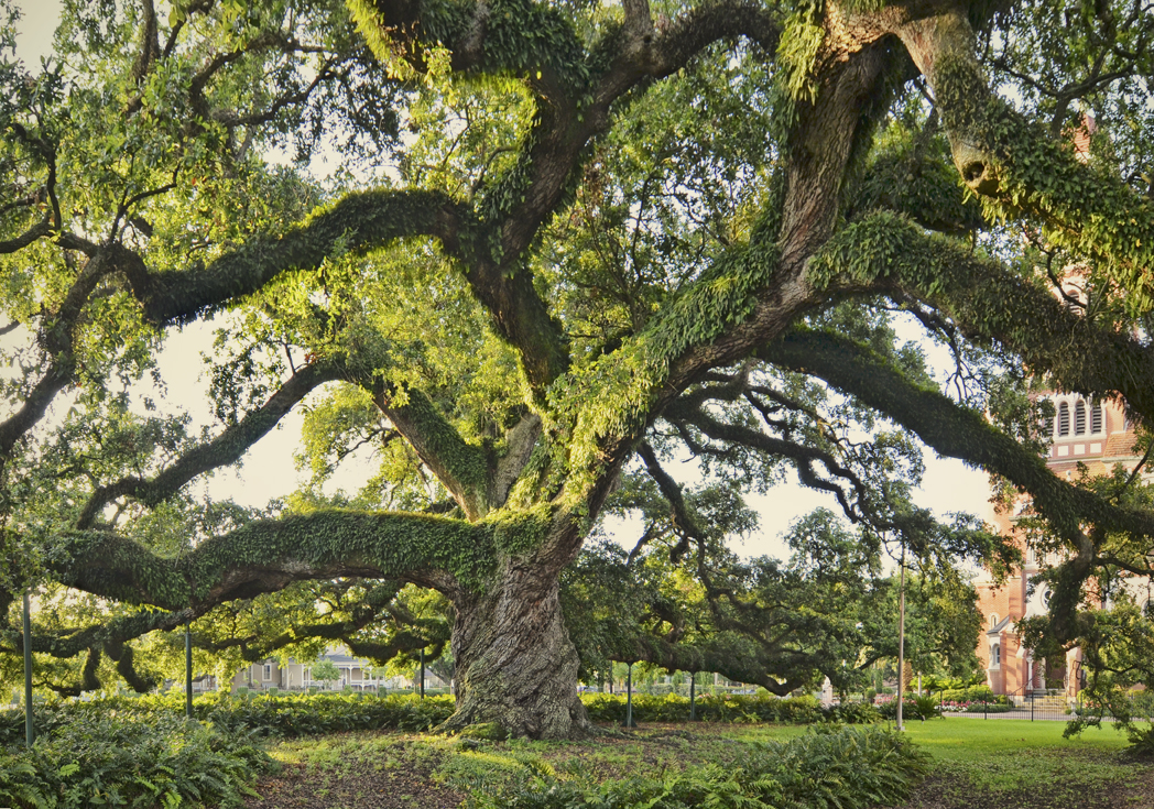 St. John's Cathedral Oak