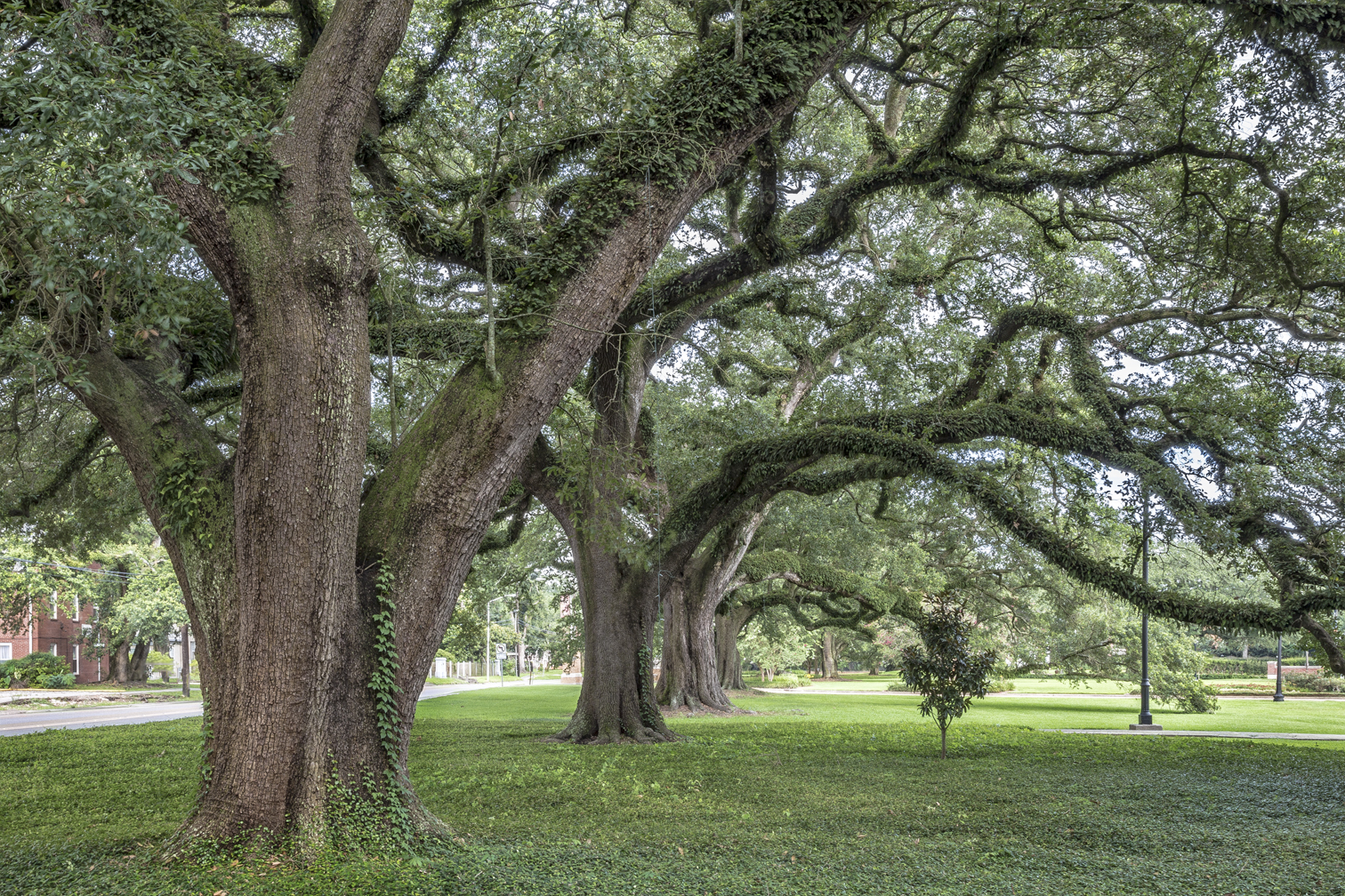 20th Century Oaks