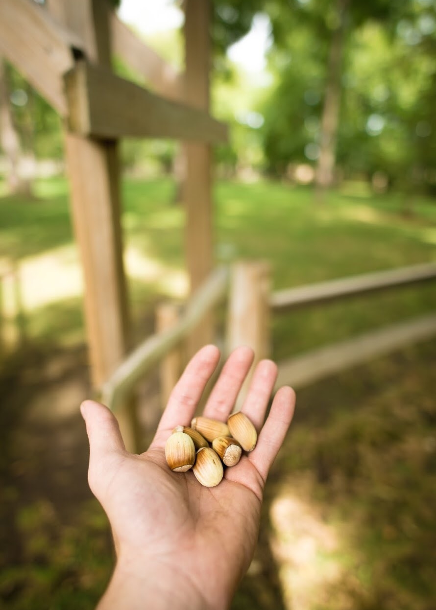 Gellantly Nut Farm