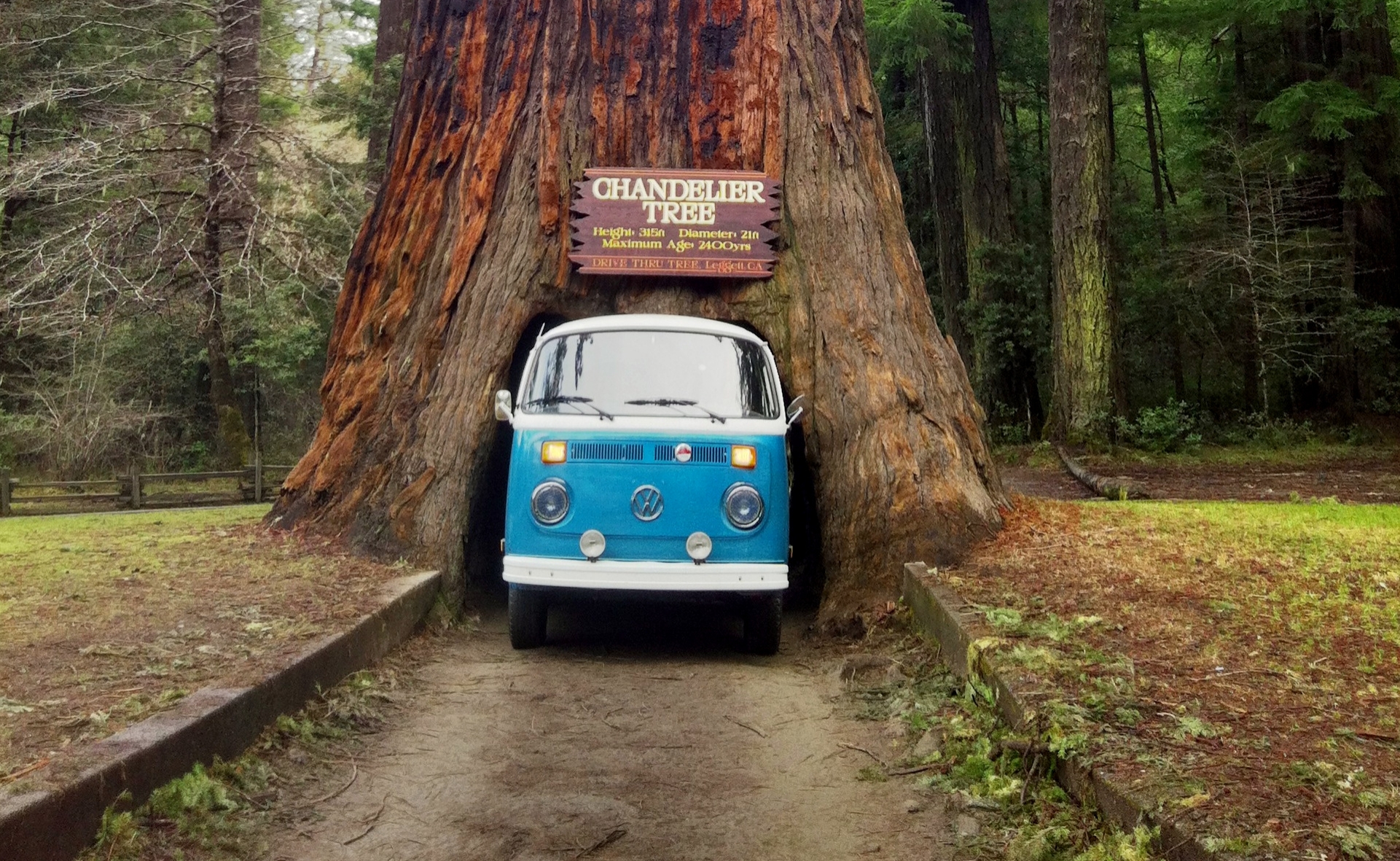 Drive Thru Tree