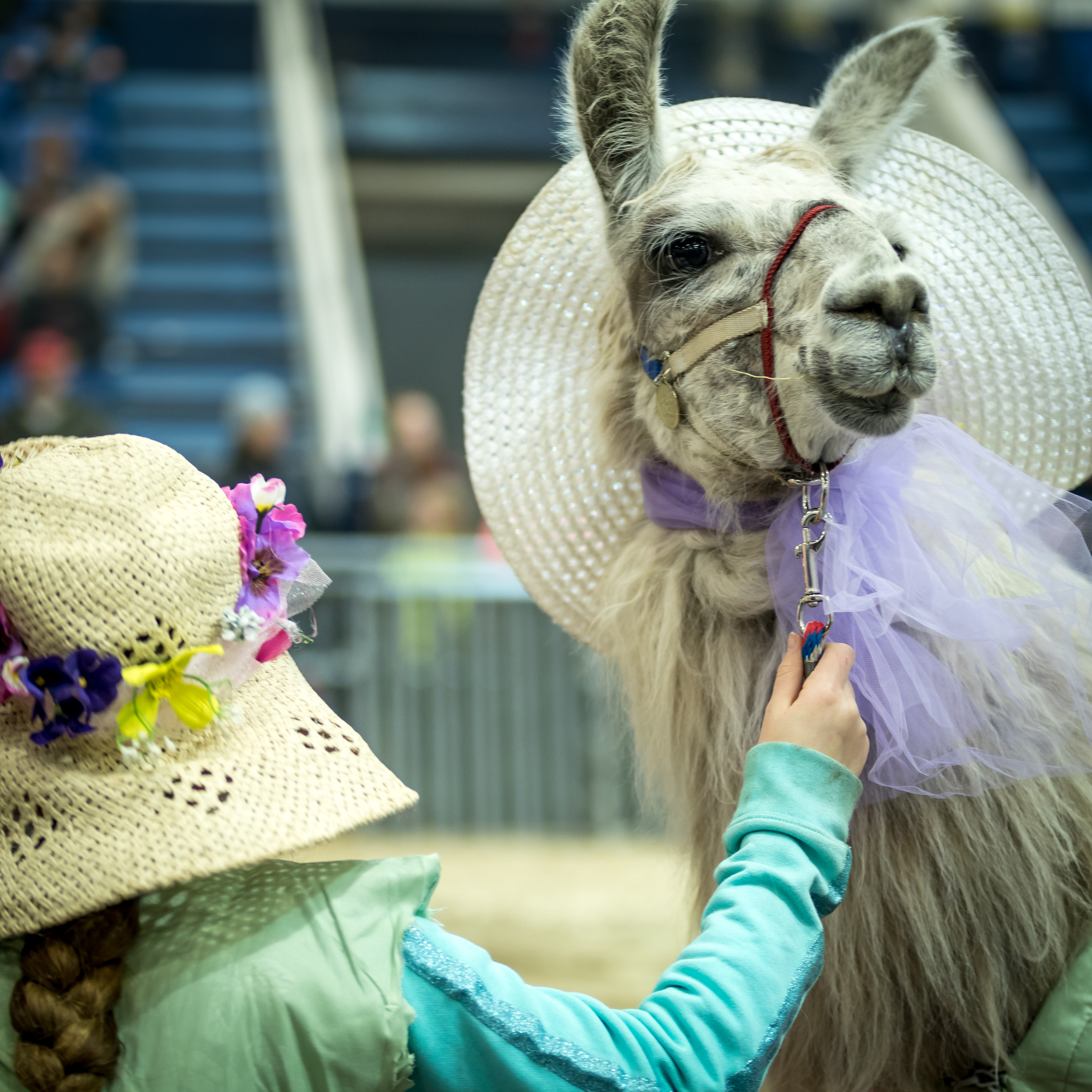 pennsylvania-farm-show-alpaca