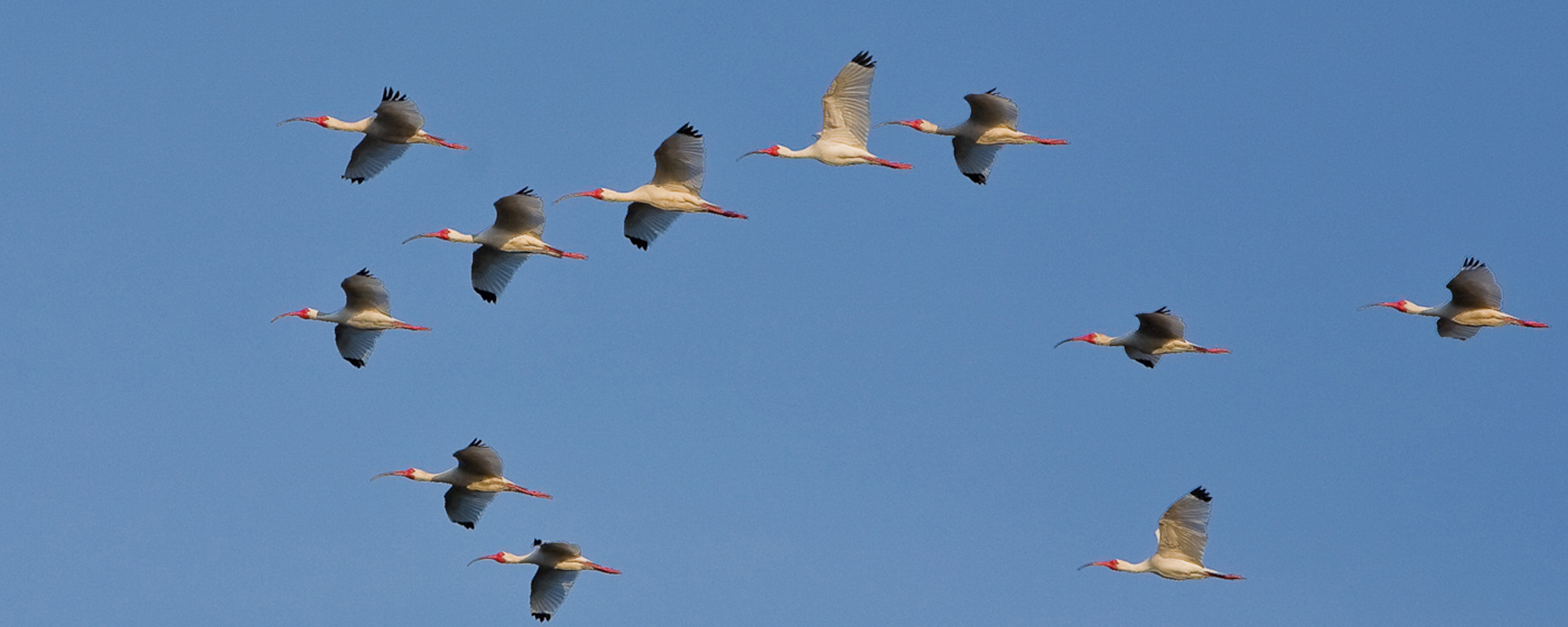 Georgia only has about 90 miles of coastline, but holds approximately  one-third of the entire Atlantic seaboard's marshland, meaning the Golden  Isles has ample and diverse habitats for birds and marine life