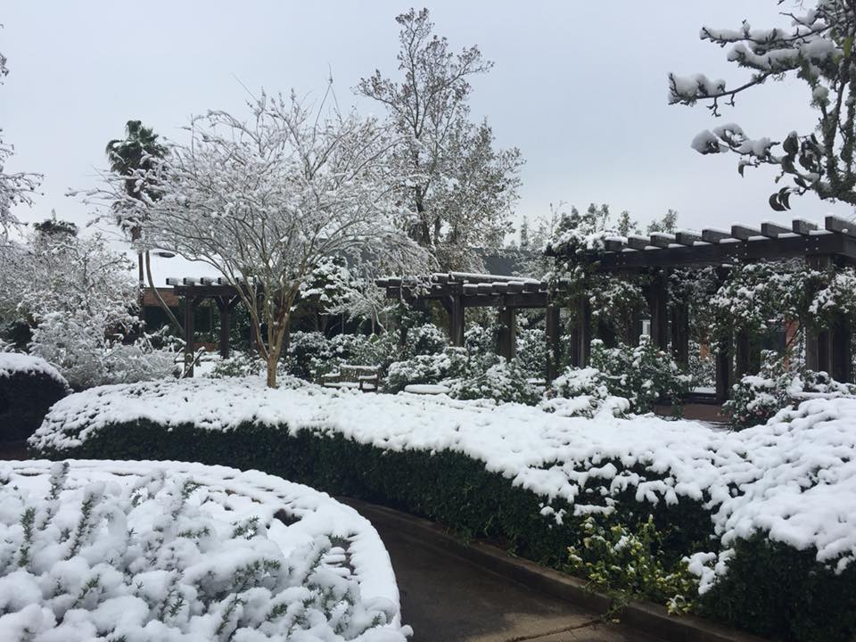 botanical gardens (snow)