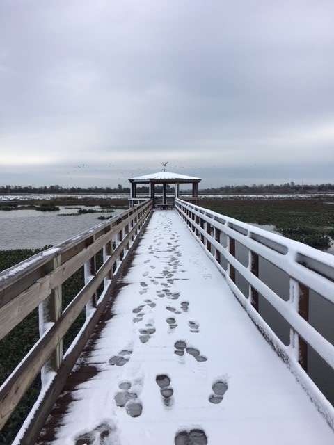 cattail snow