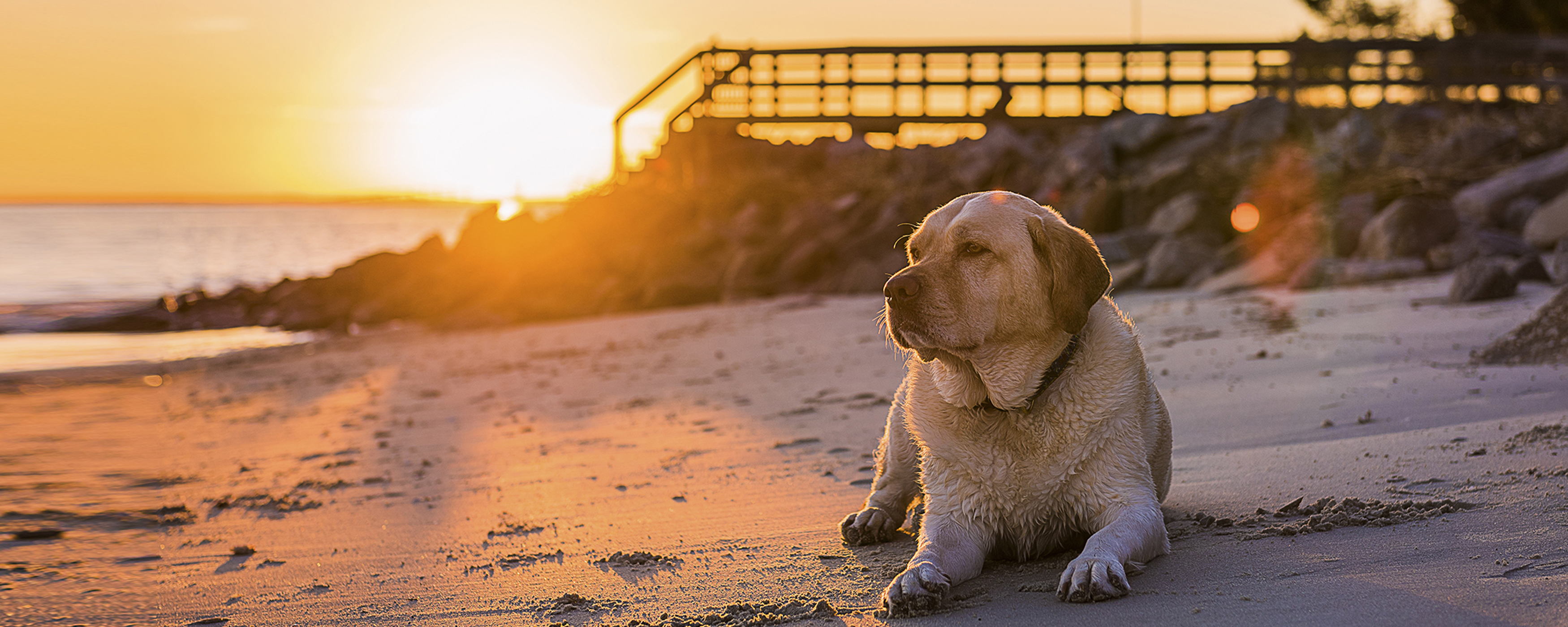 are dogs allowed on tybee beach