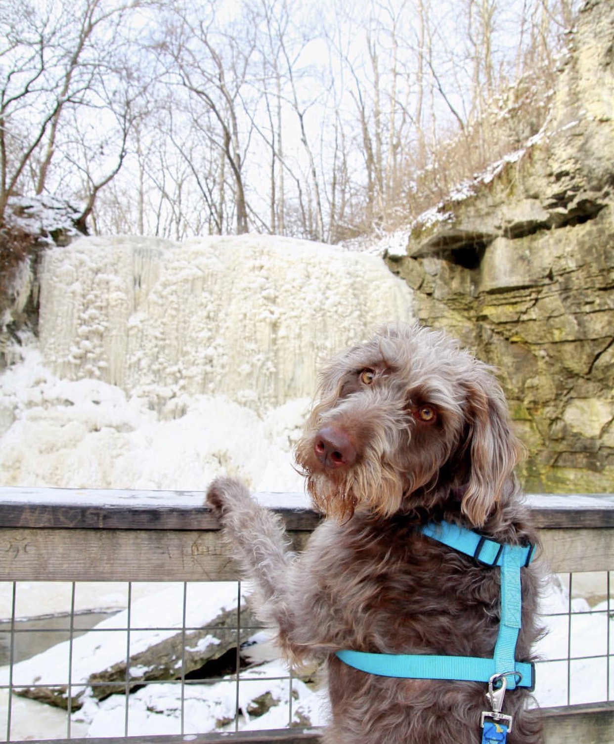 Dog in front of Hayden Run Falls