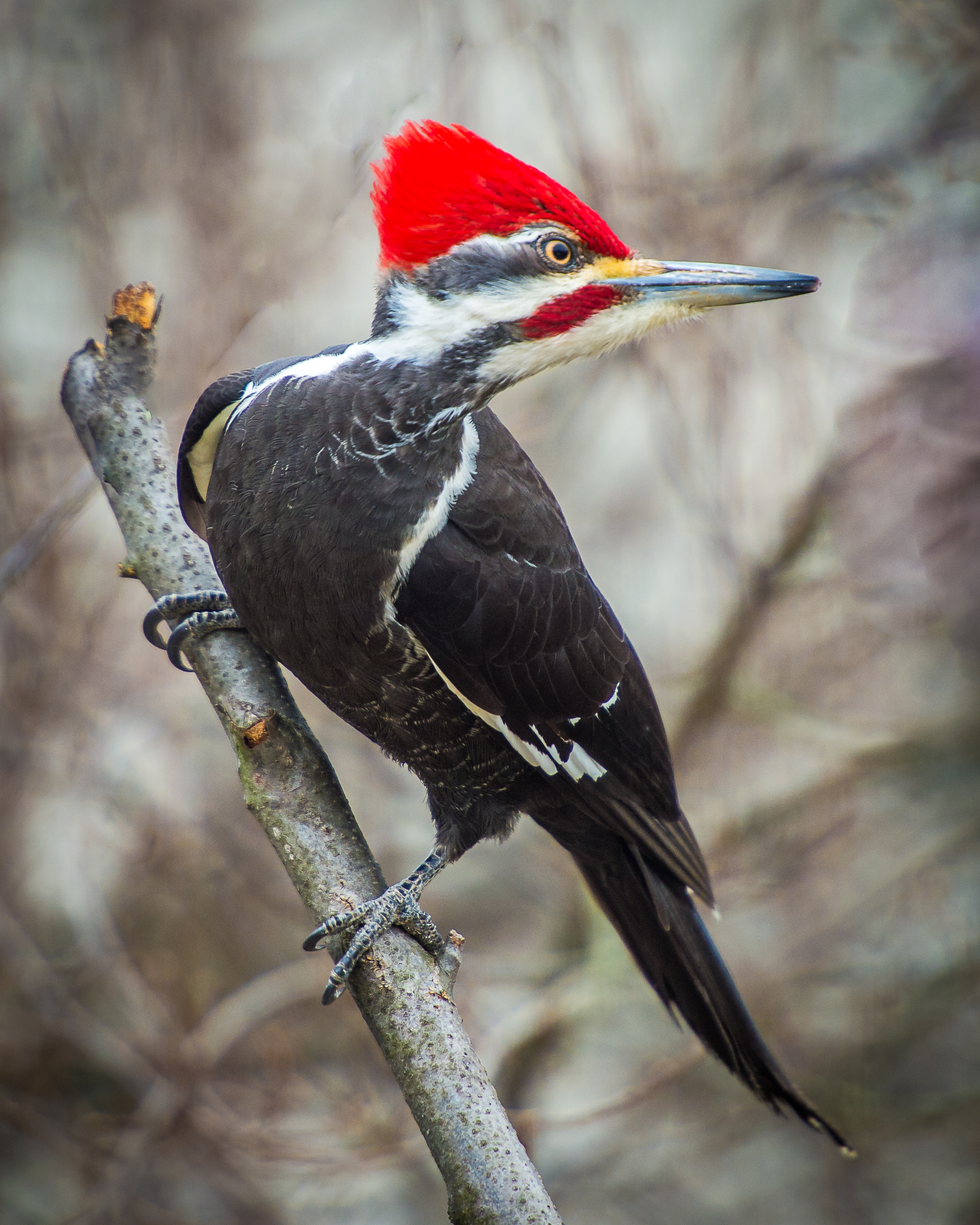 Pileated