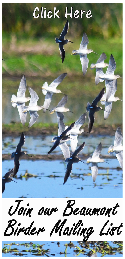 Southeast Texas Birding Guide