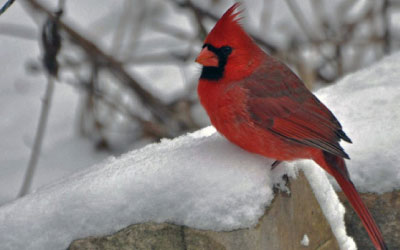 Indiana Dunes State Park Birding