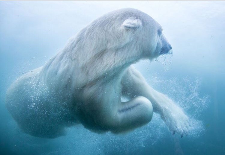 Polar Bears at Columbus Zoo and Aquarium