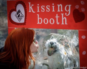 woman leaning in to kiss a big cat at the Cincinnati zoo