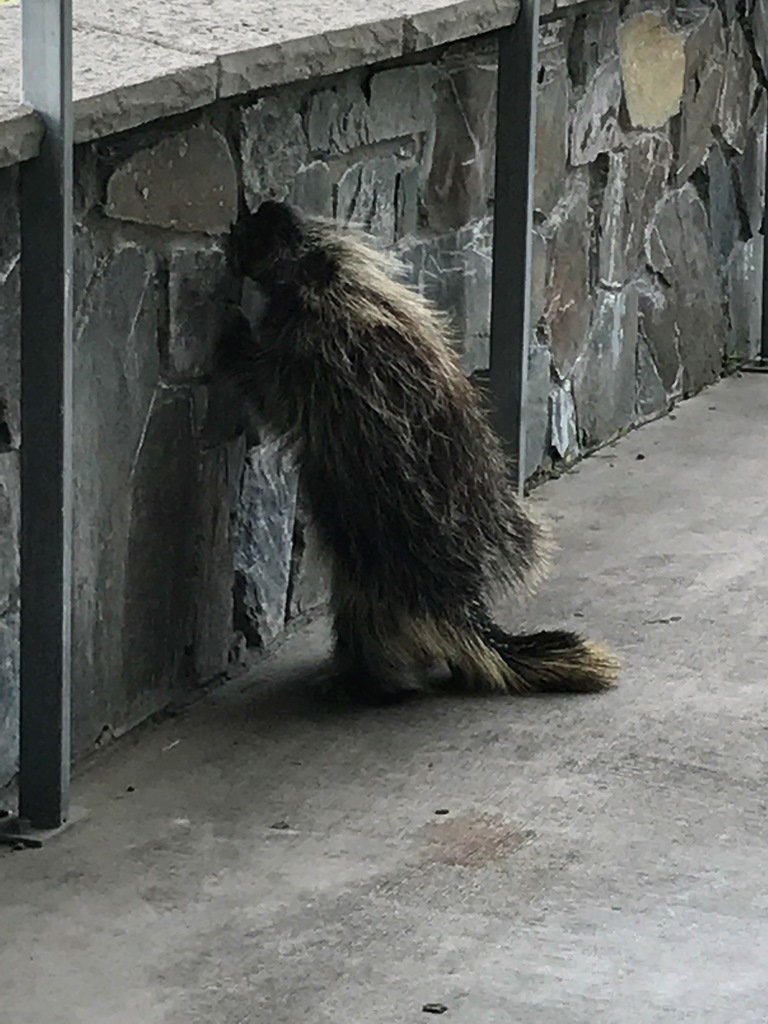 Porcupine Licking Salt