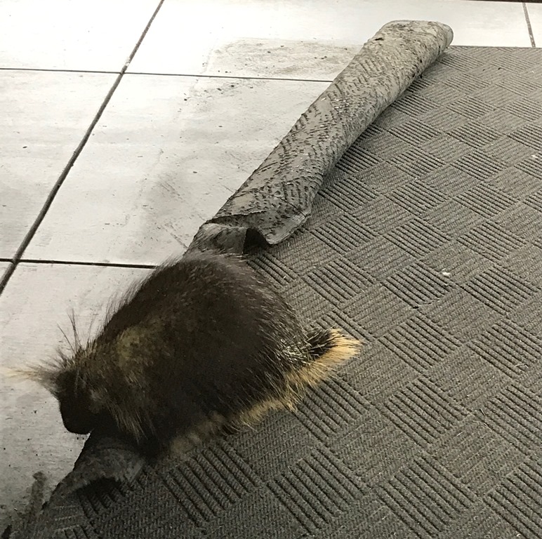 Porcupine Eating Rubber Mat