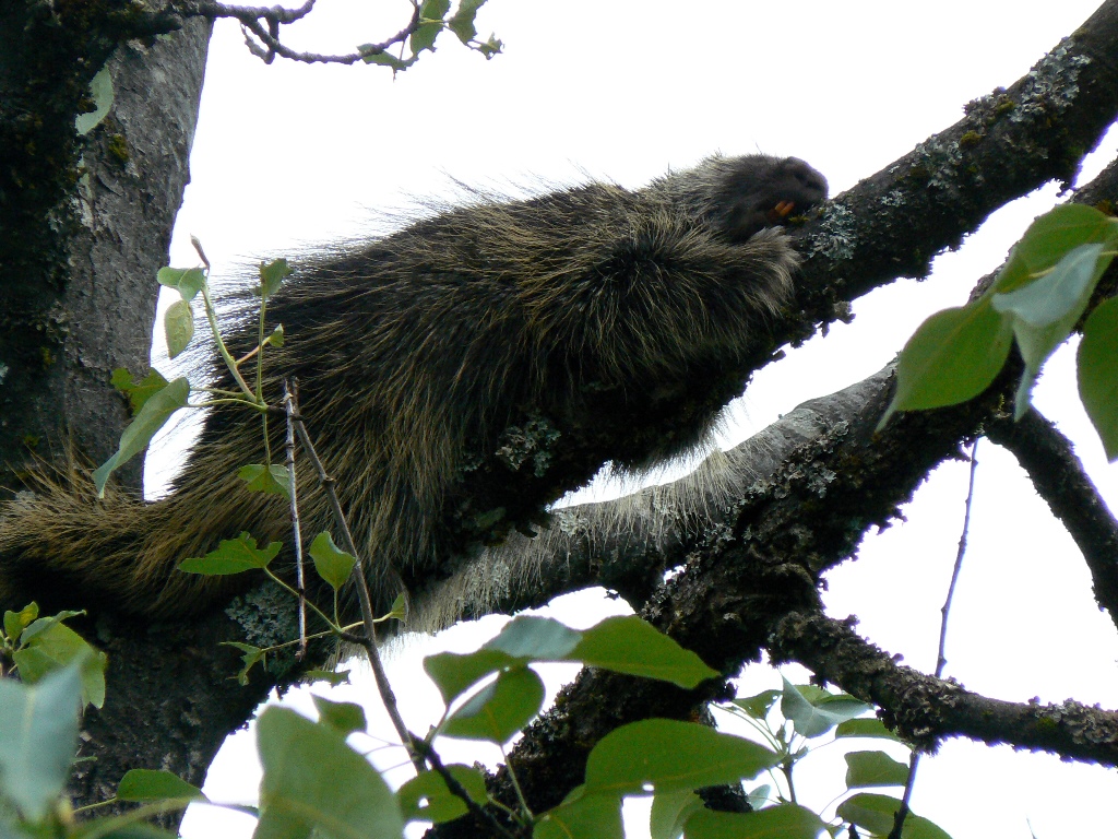 Porcupine Teeth