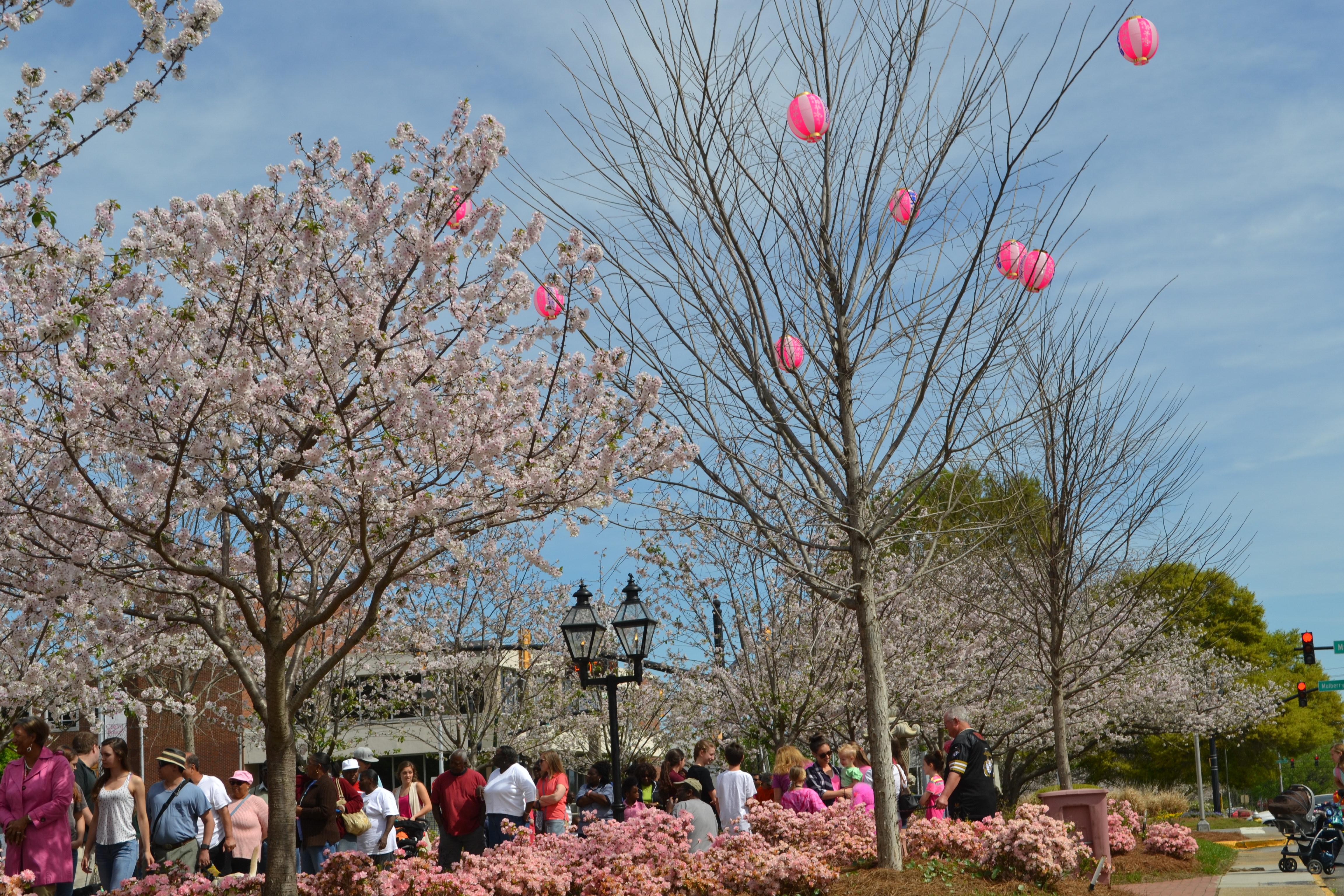 Top Events During Macon S International Cherry Blossom Festival 2019 Consider taking the scenic route to view macon's 350,000 plus yoshino cherry blossom trees. macon ga