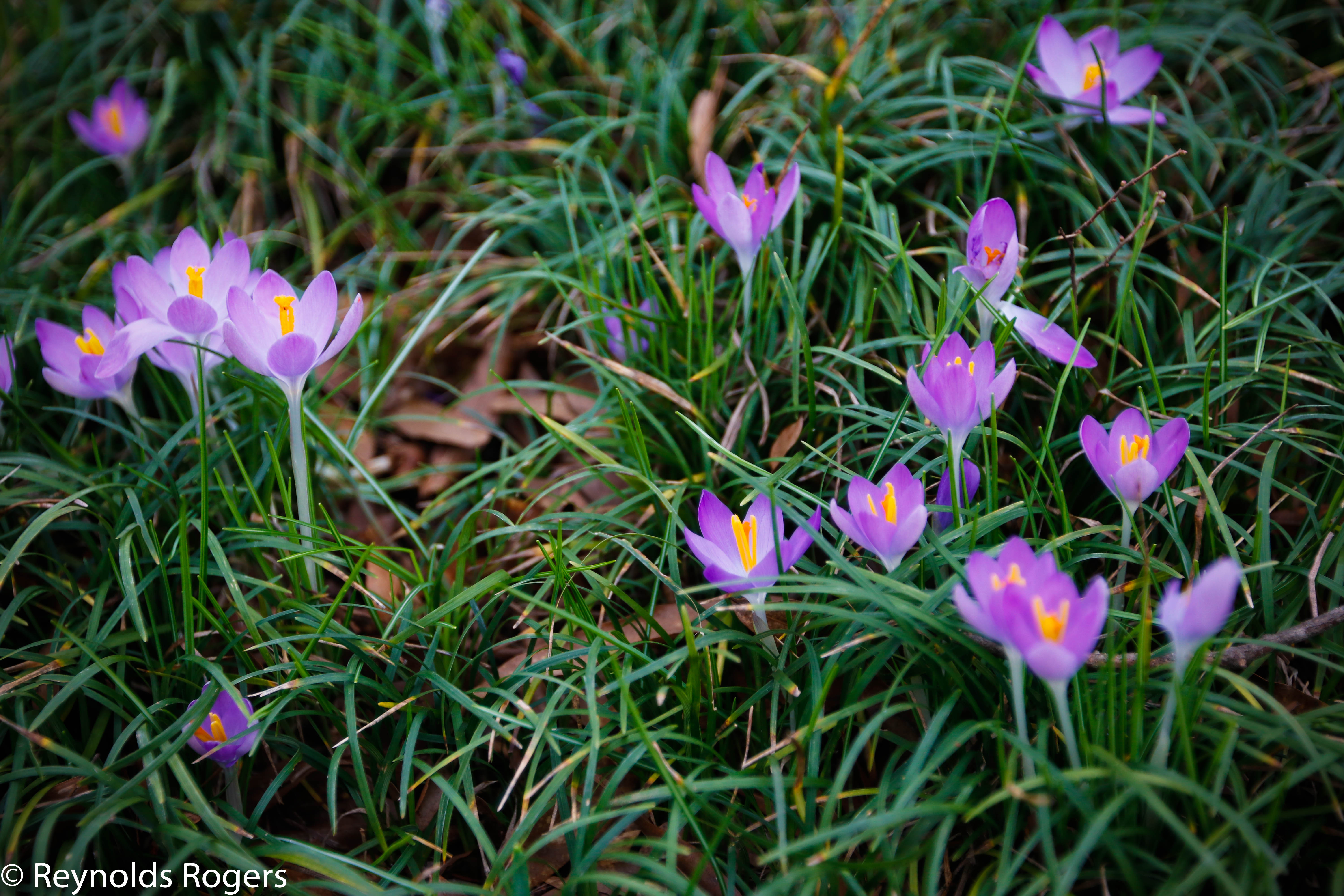 Founders' Garden Flowers