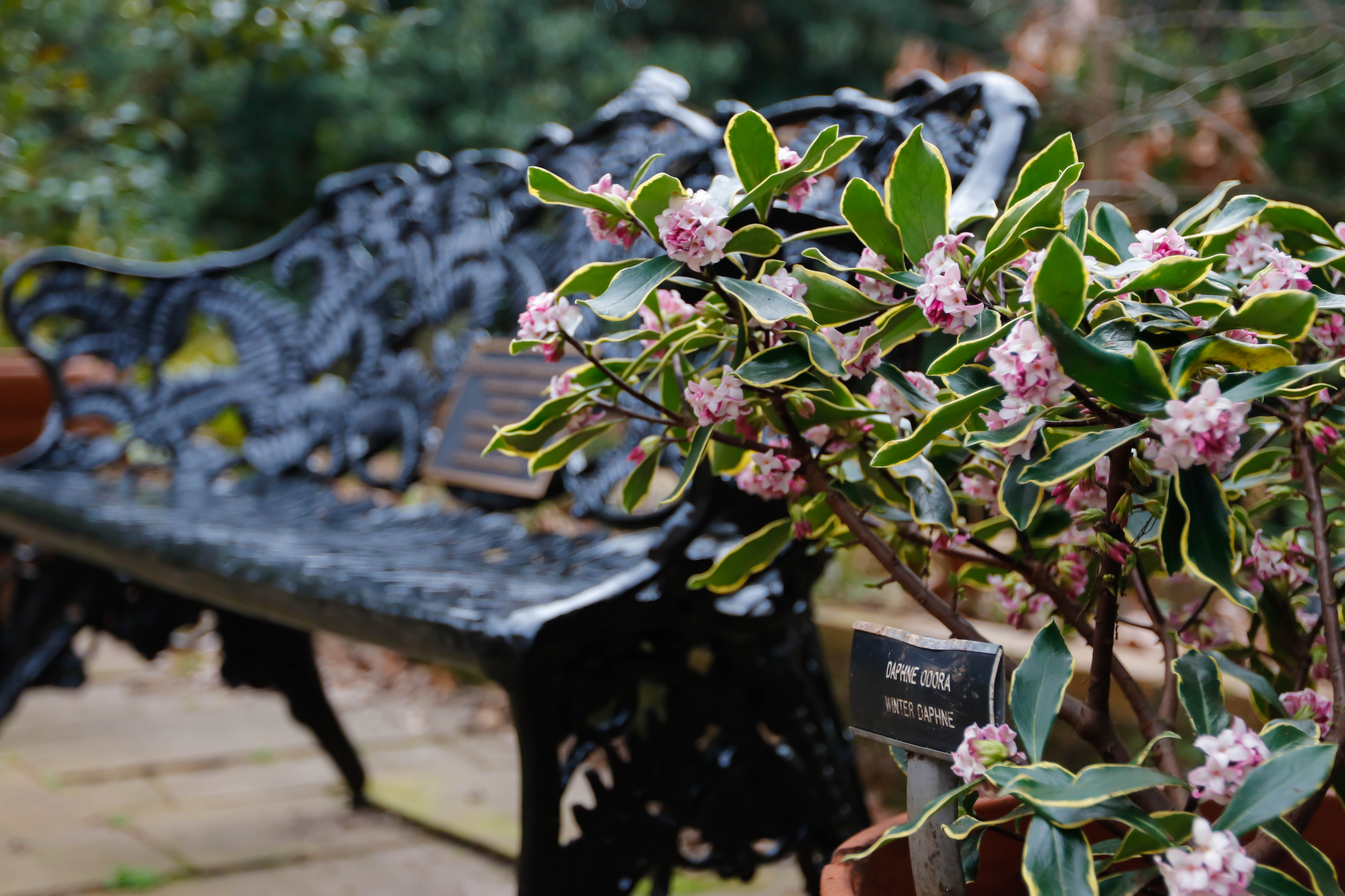 Founders Garden Bench