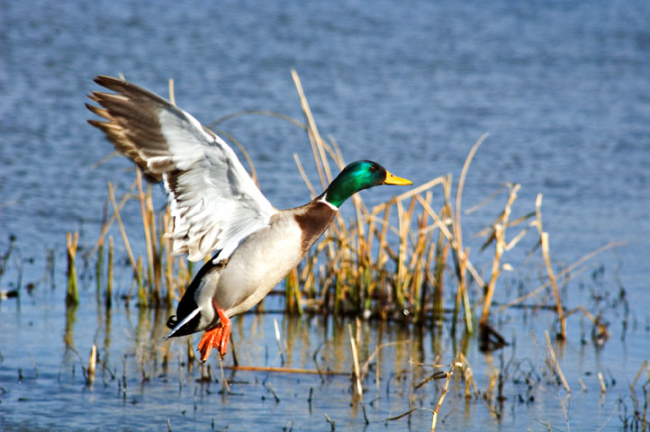 Perry Lake Duck