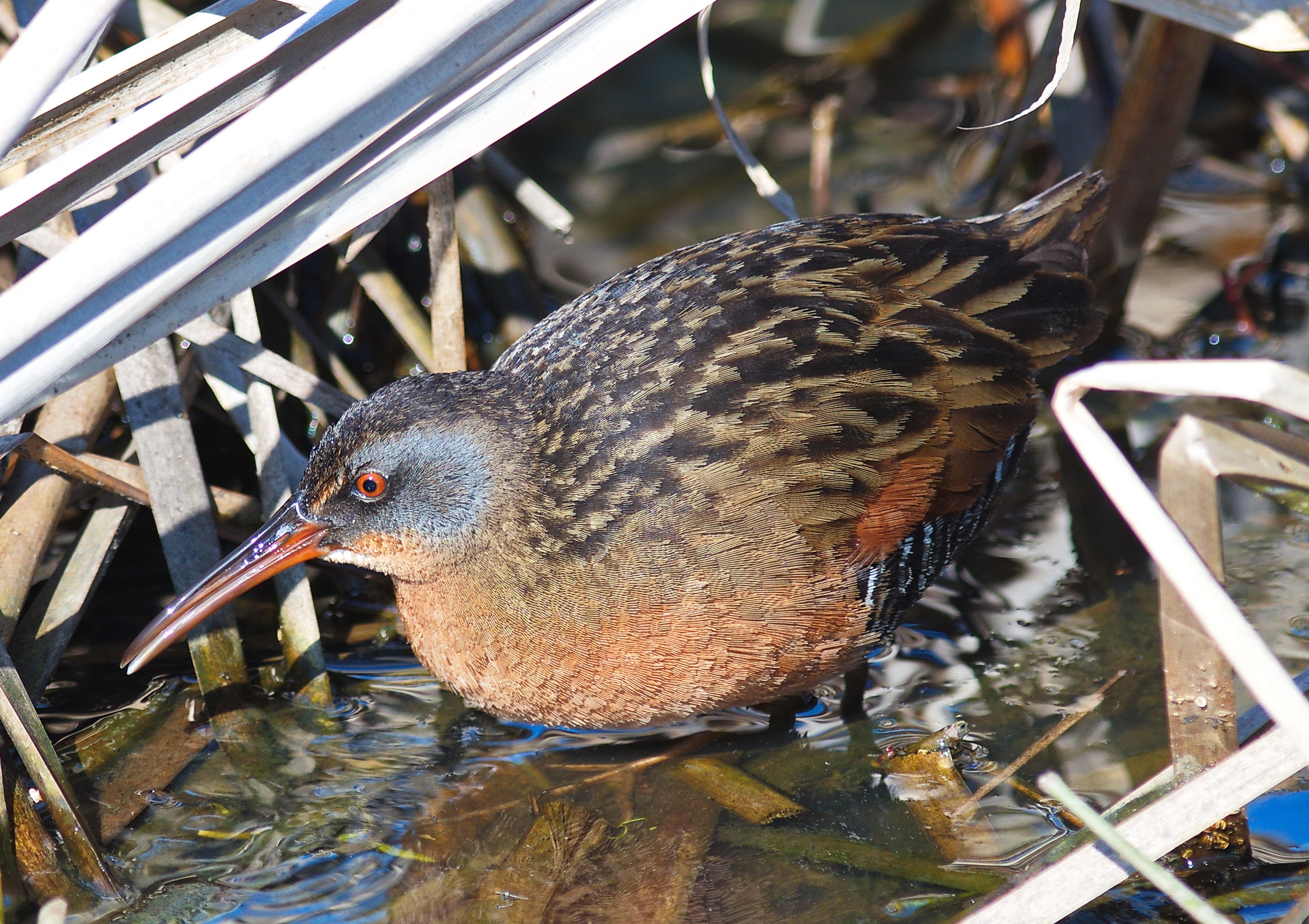 Virginia rail