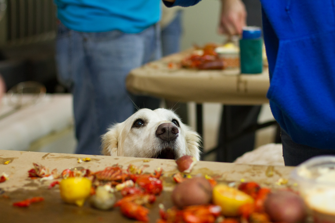 Dog and Crawfish | Lake Charles, LA