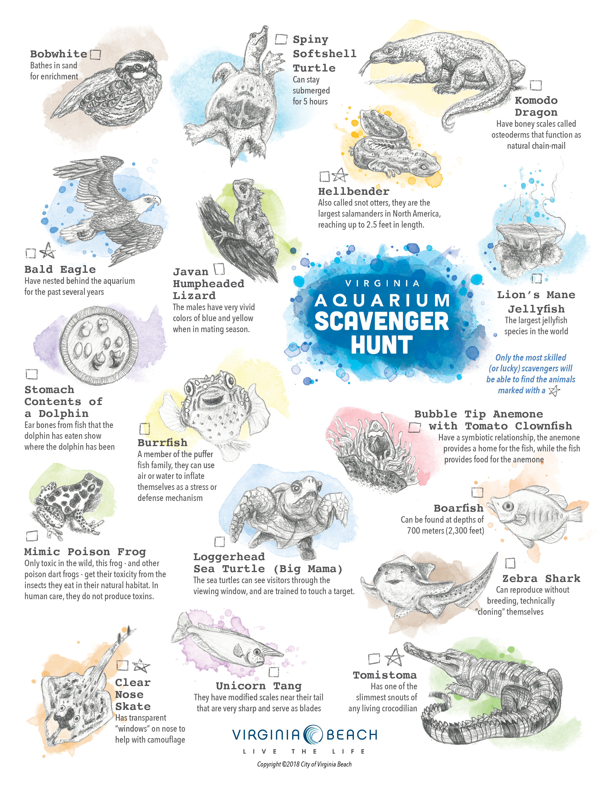 Animals/species to find on Virginia Aquarium Scavenger Hunt