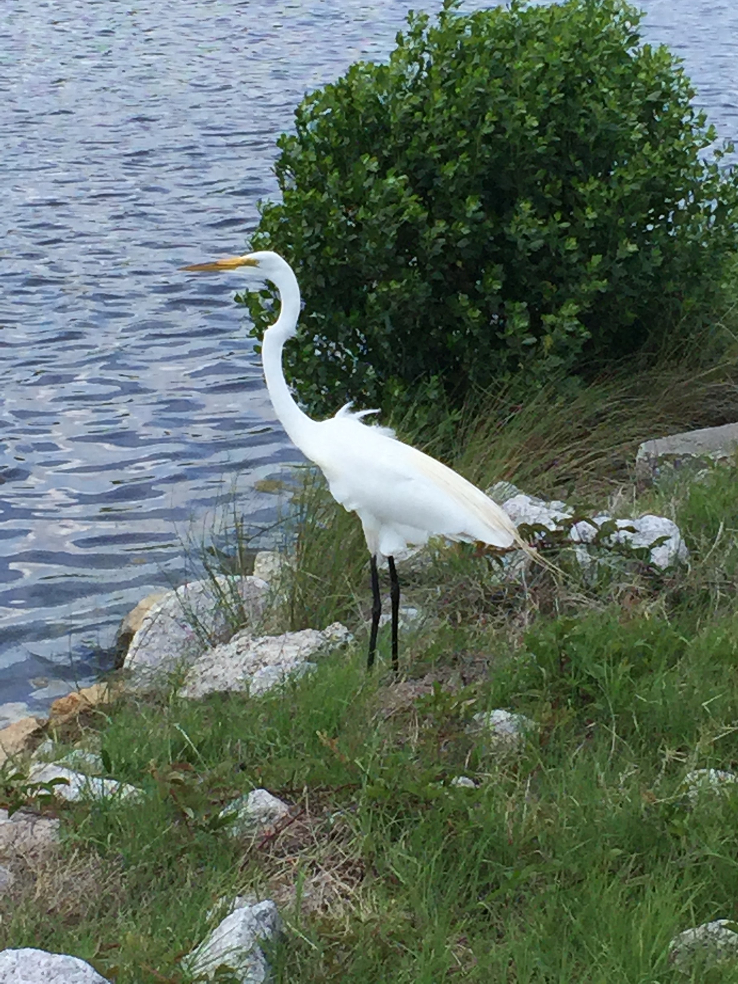 Crane at Huntington Beach State Park