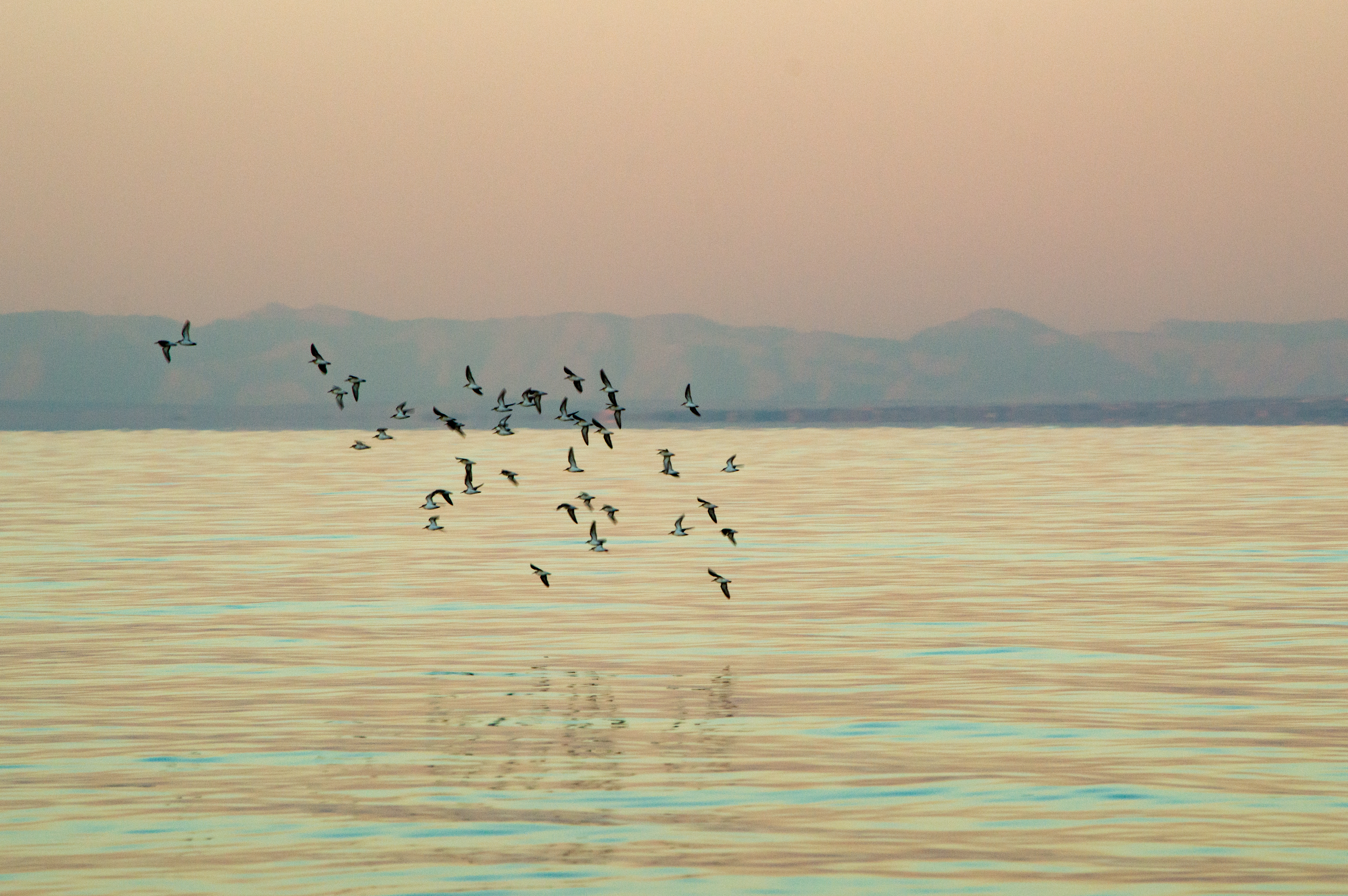 Salton Sea birds