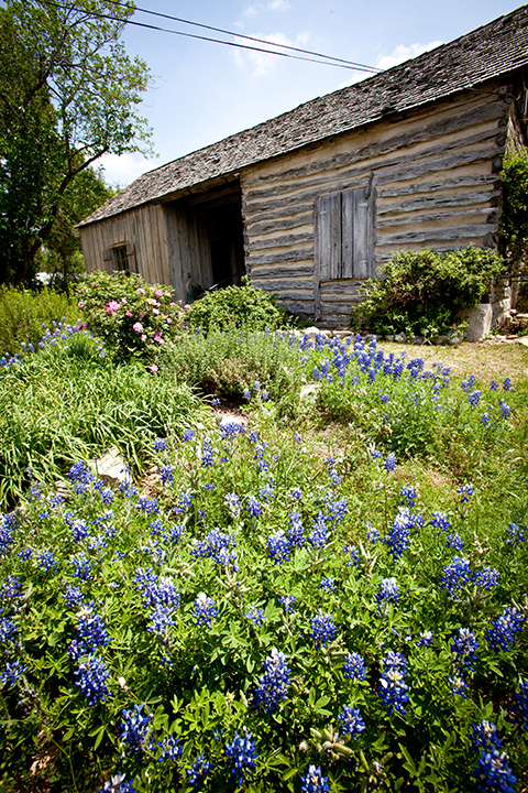 Purple Wildflowers