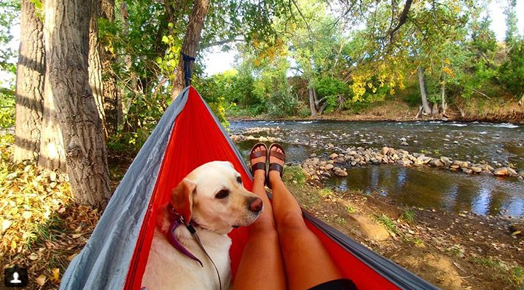 Dog in Hammock