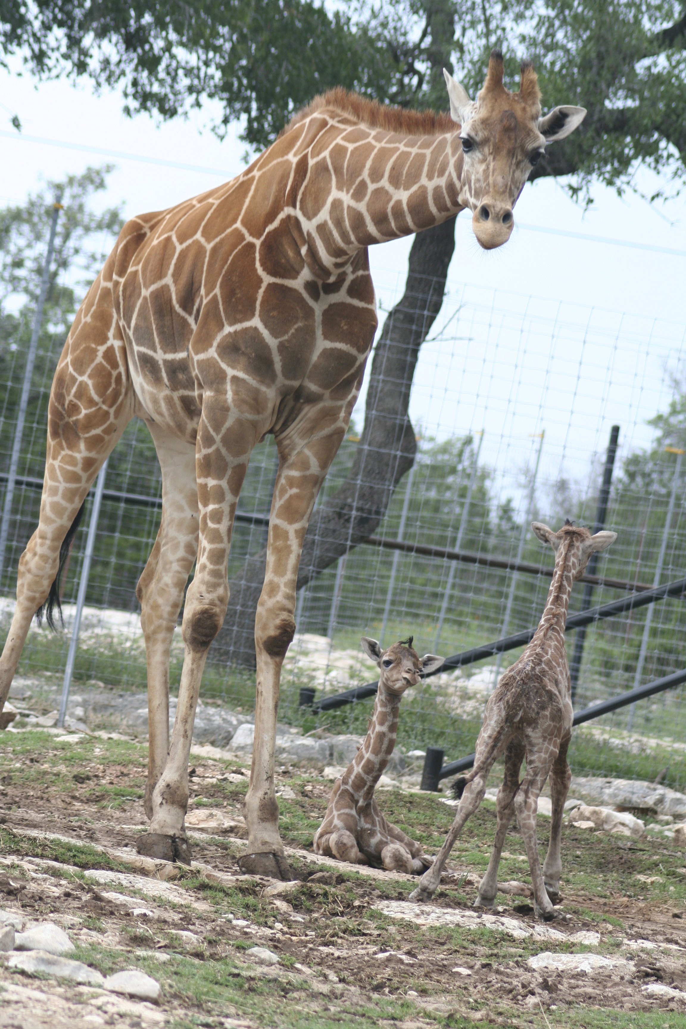 Giraffe with babies