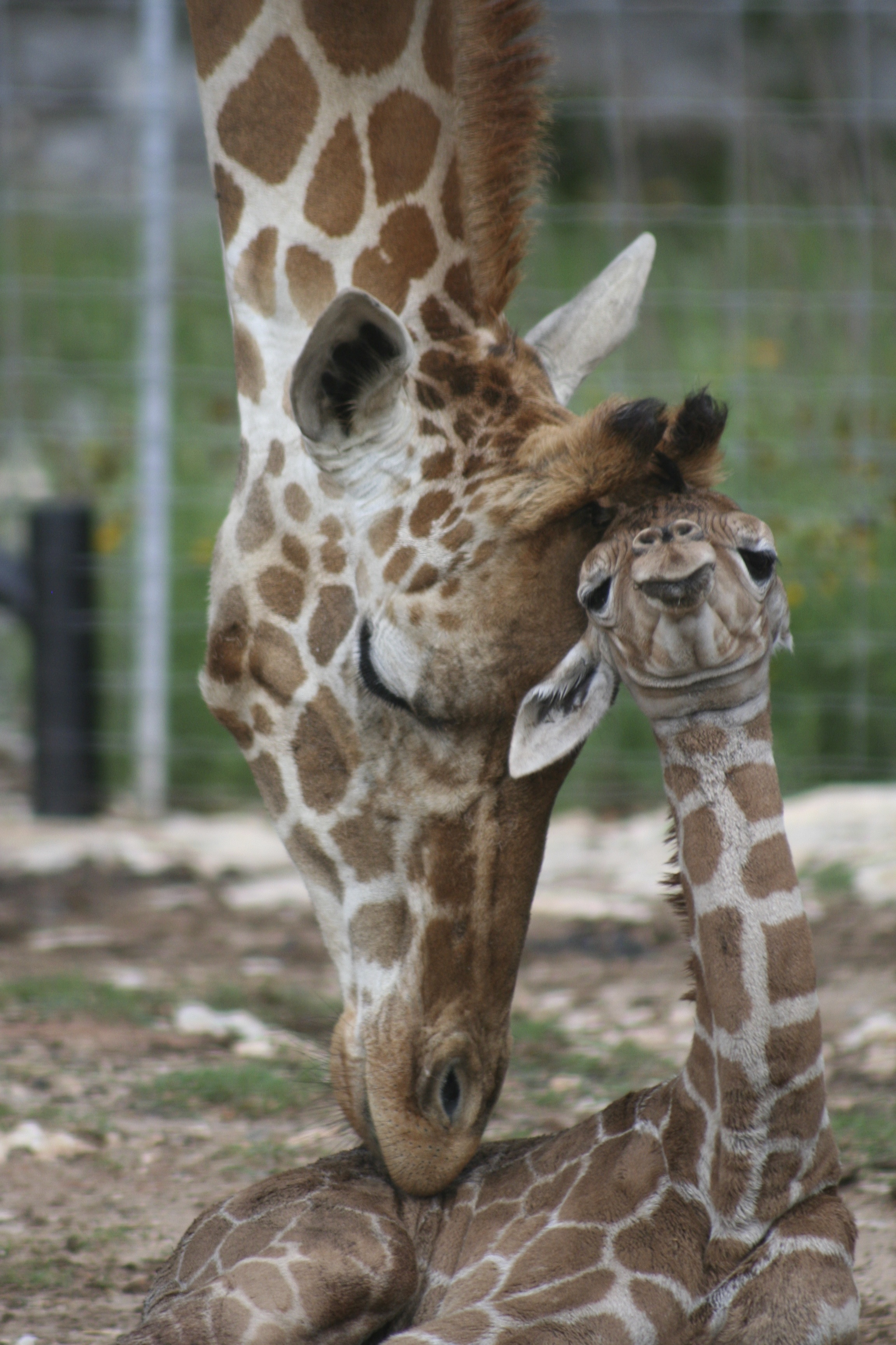 Mom nuzzling baby giraffe