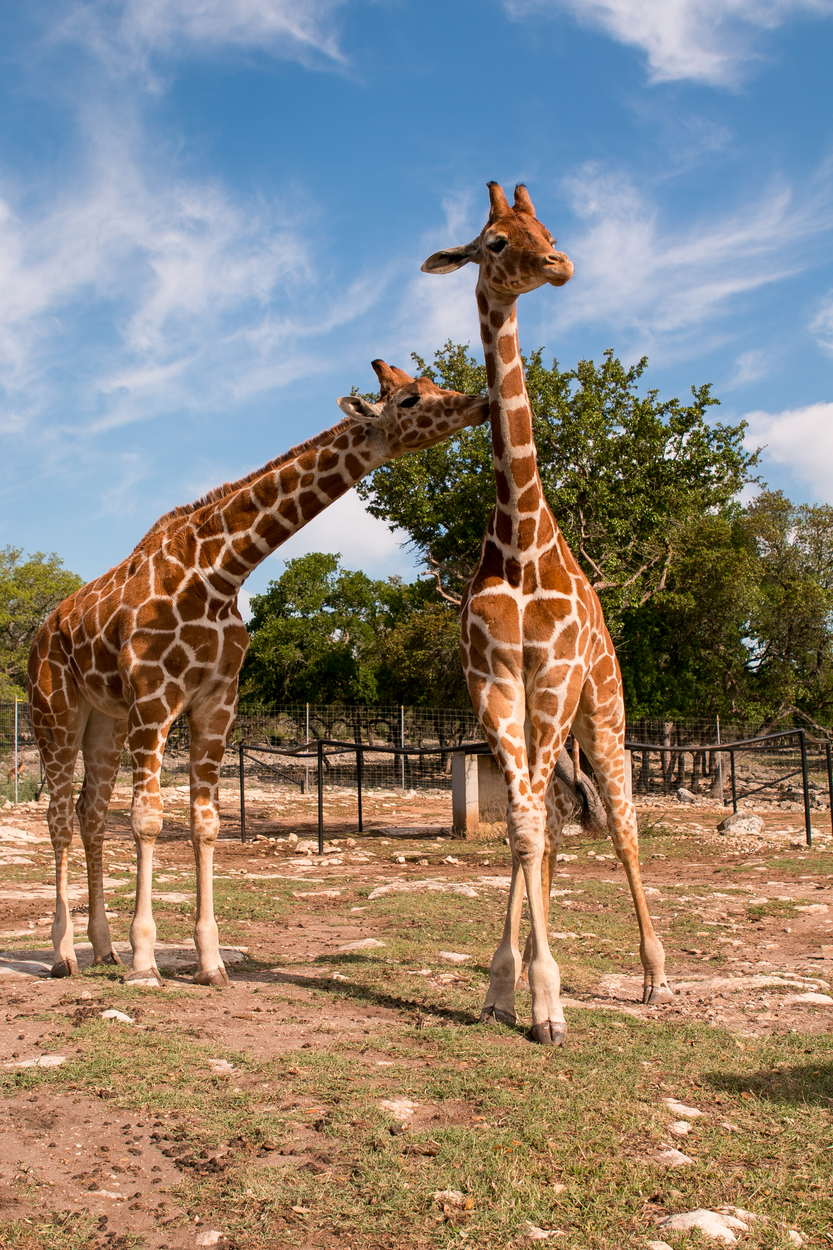 Two Giraffes