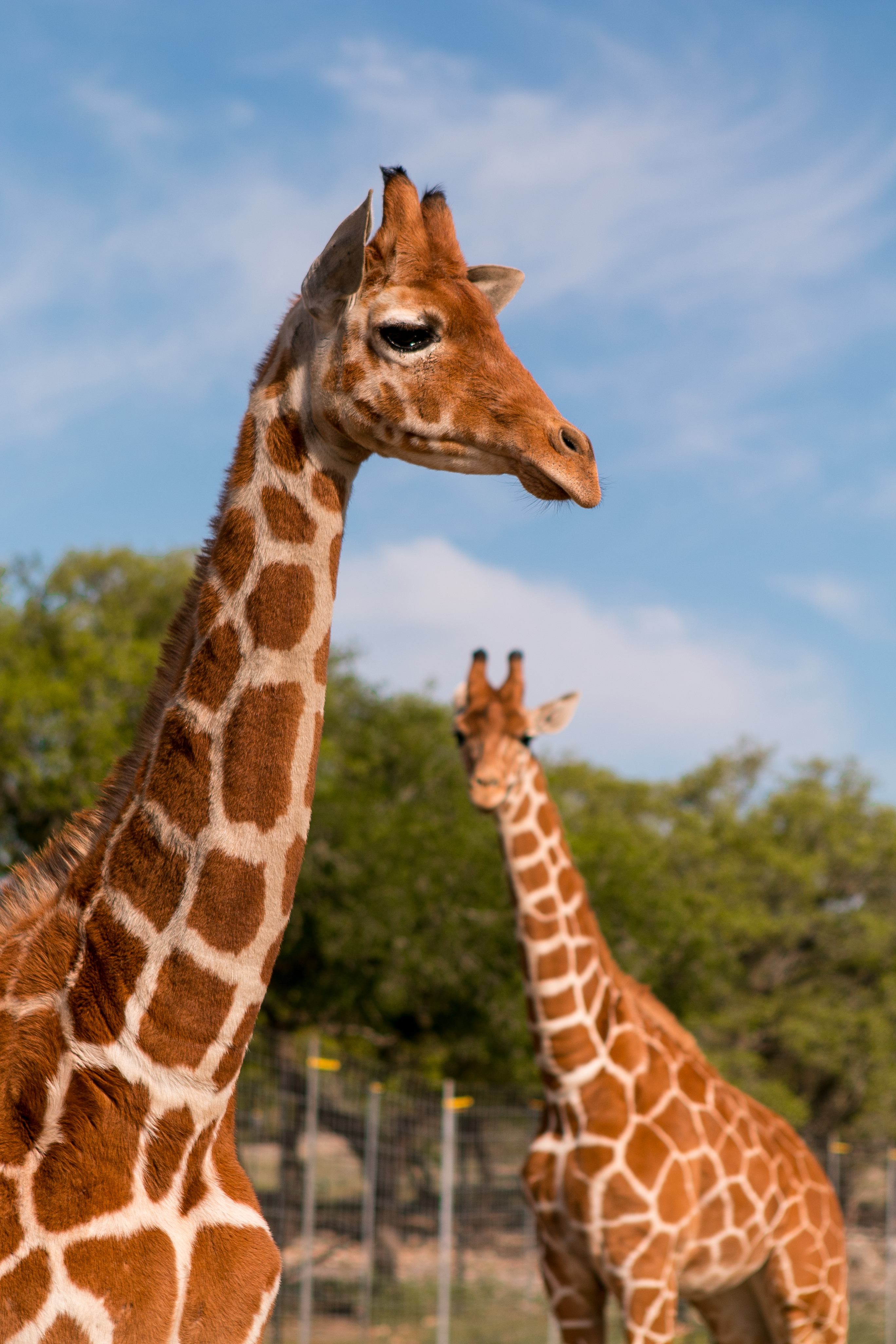 Giraffes
