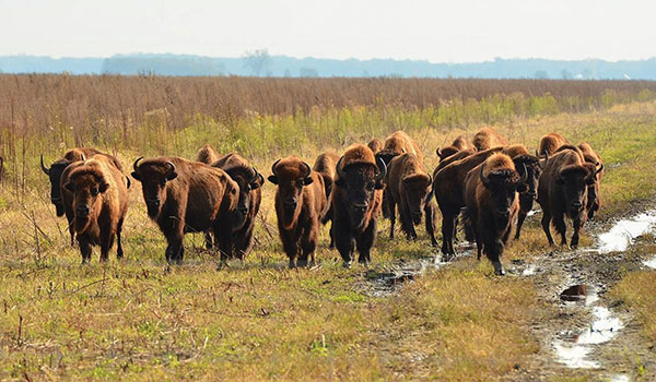 Bison at Kankakee Sands