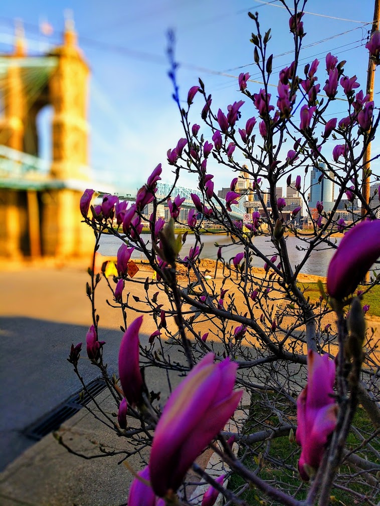 Purple flowers in foreground with Roebling Suspension Bridge and the Ohio River in the background