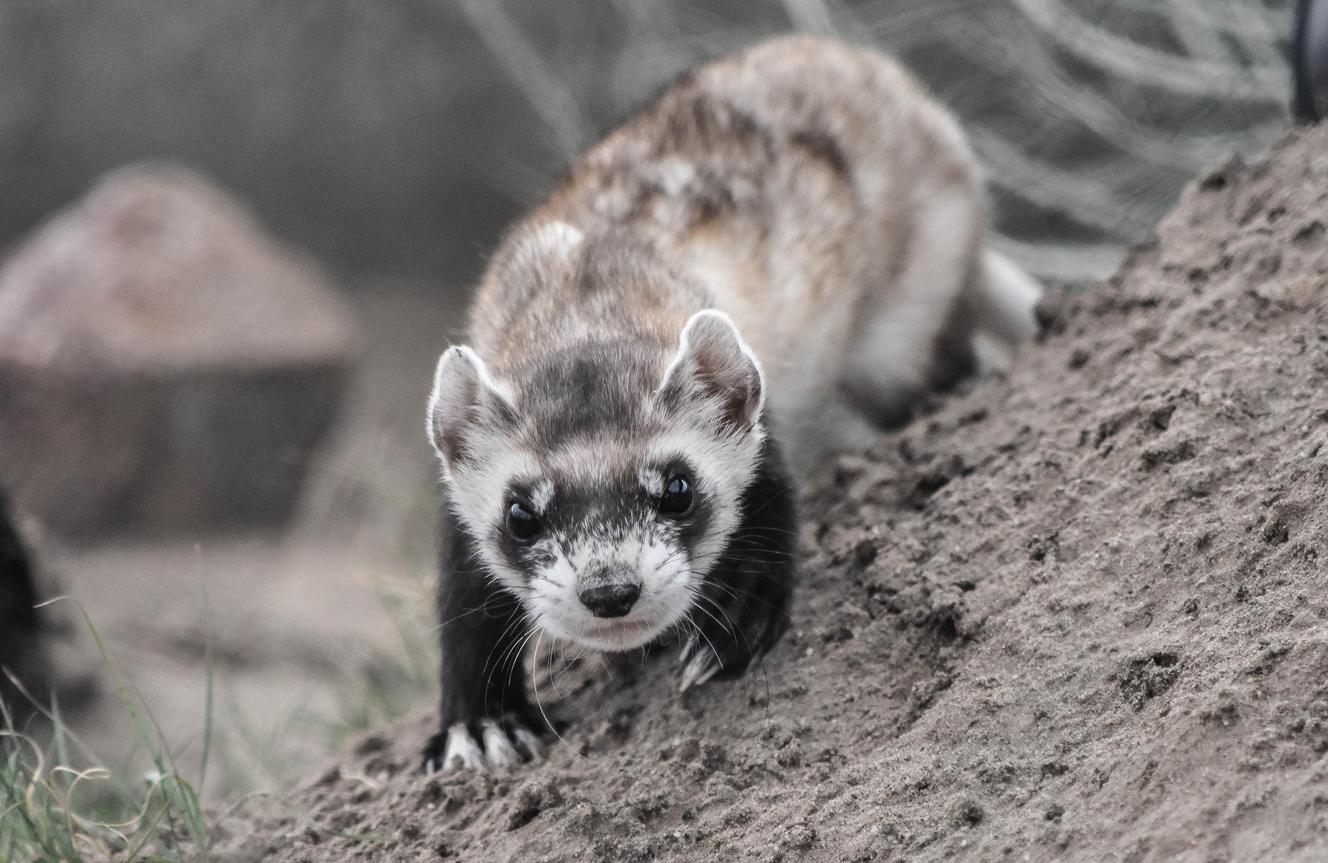 only in denver black footed ferrets visit denver blog